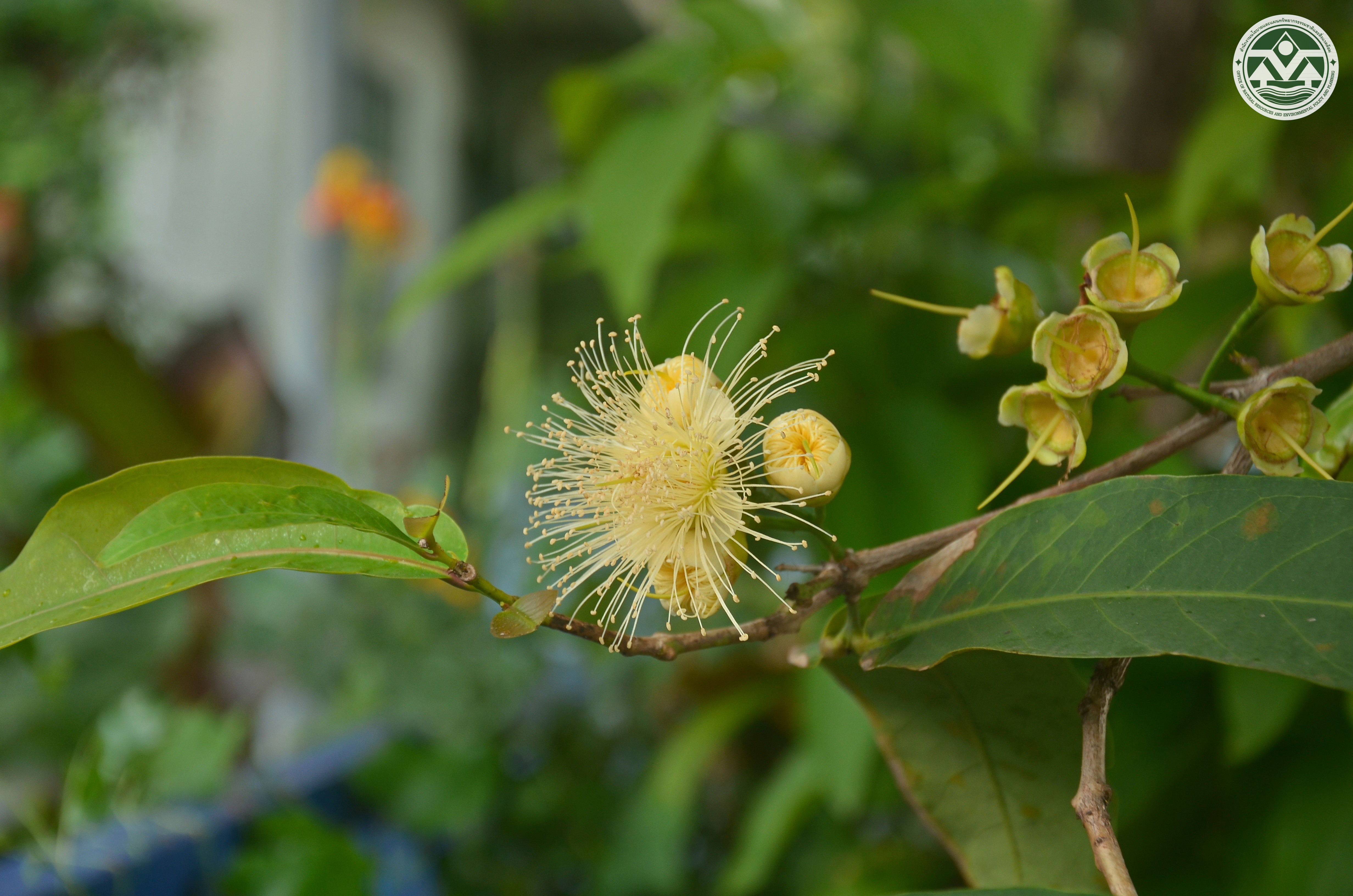 Syzygium samarangense