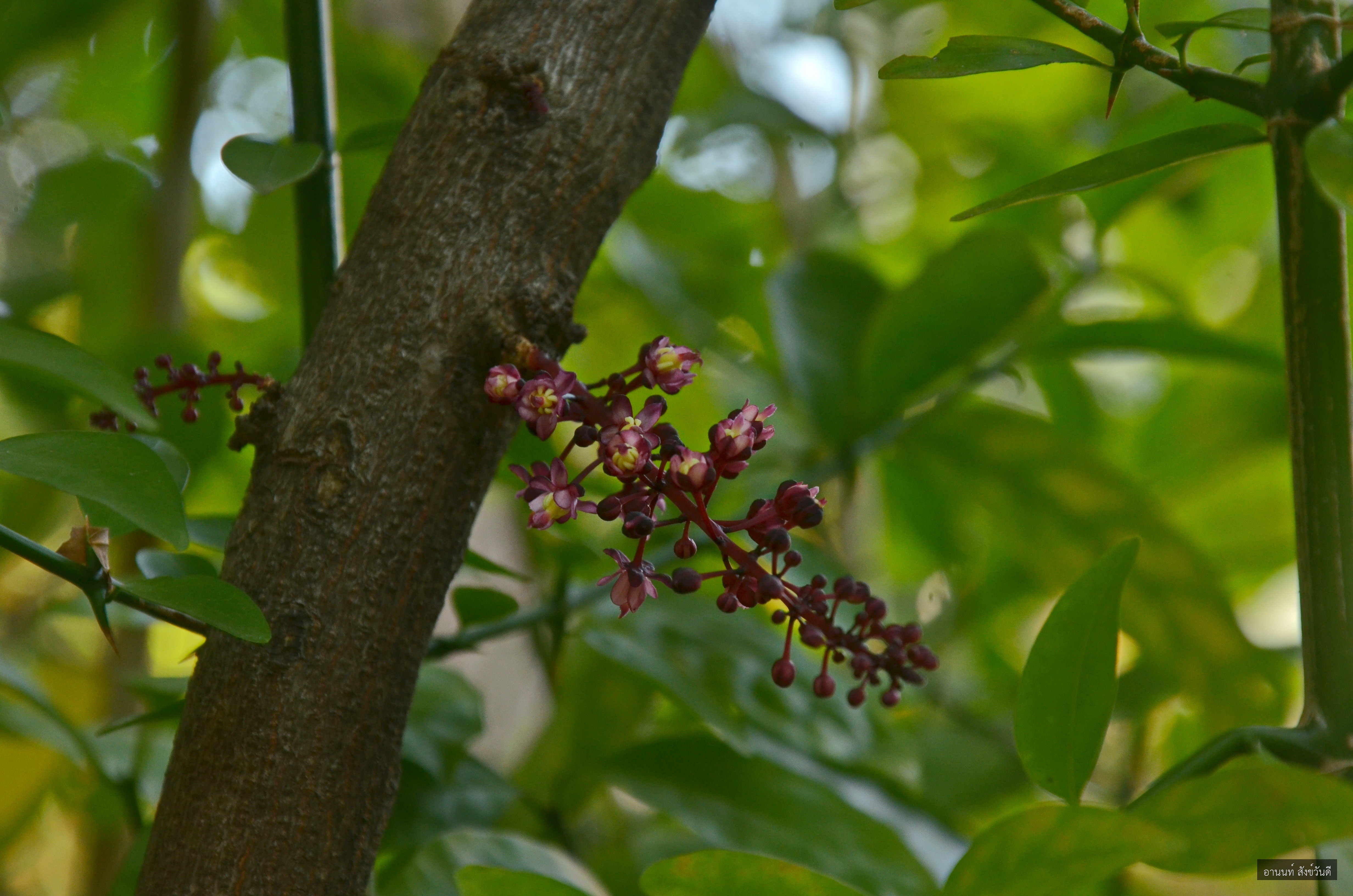 Lepisanthes fruticosa