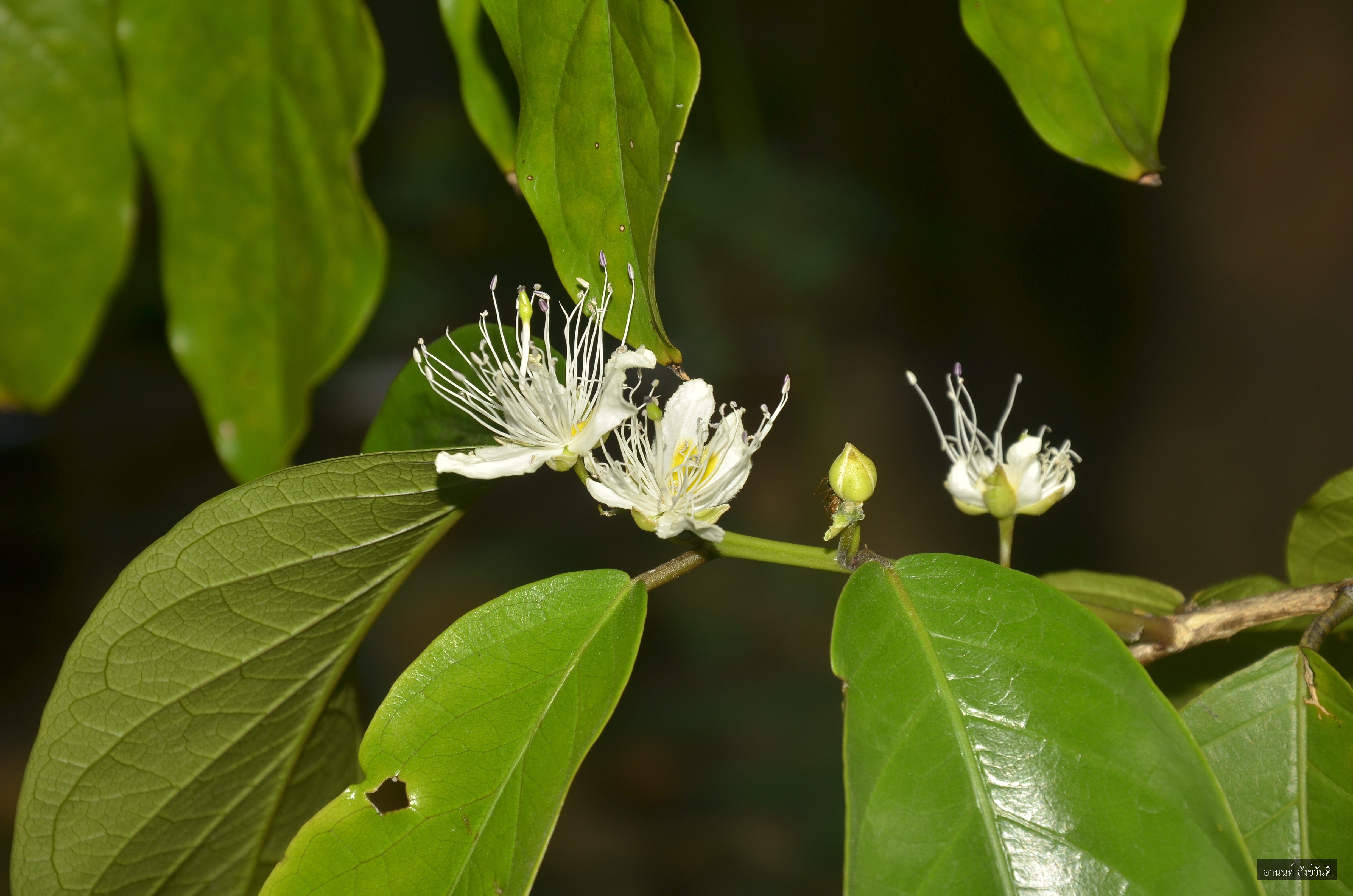 Capparis micracantha