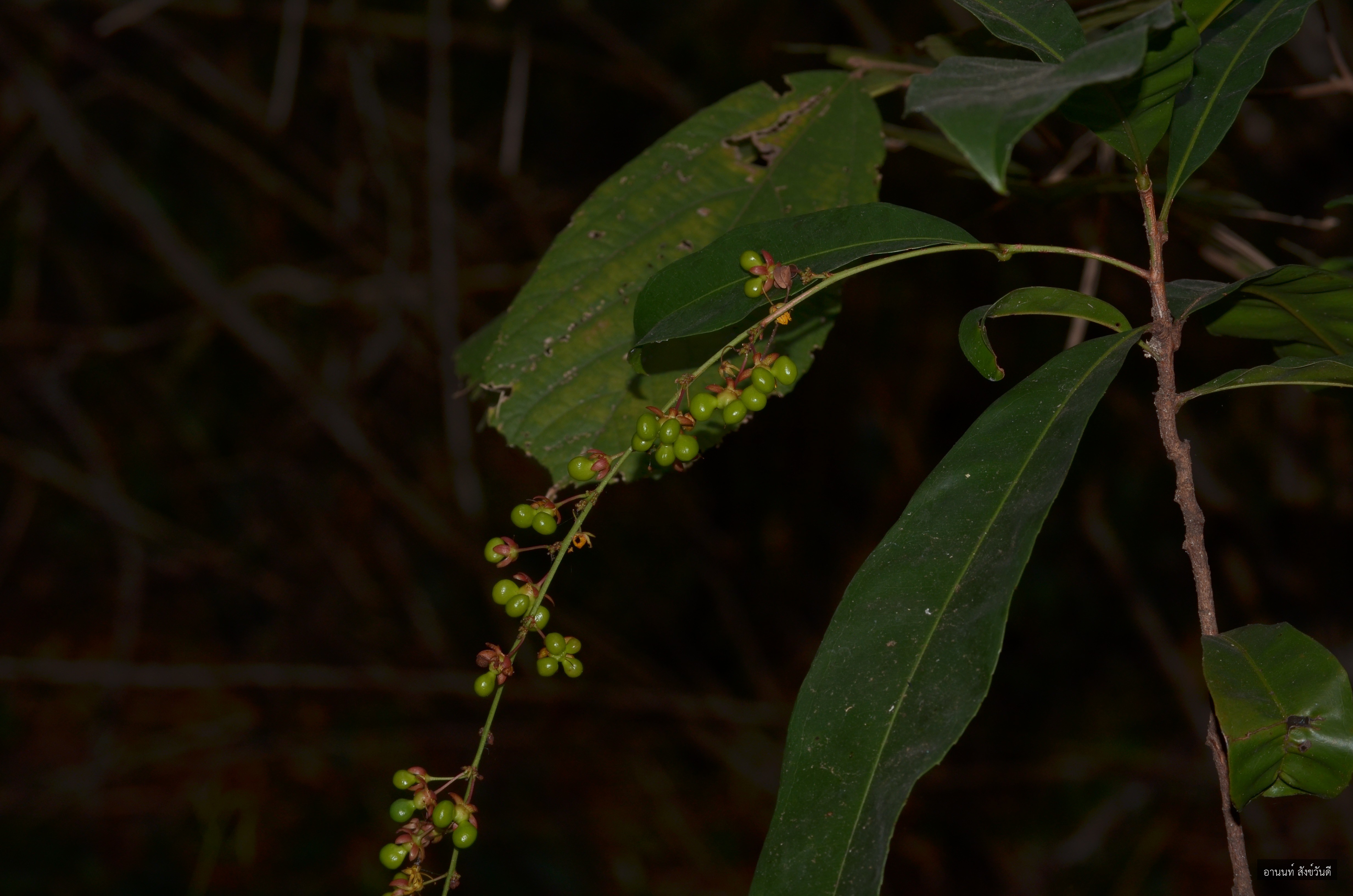Gomphia serrata