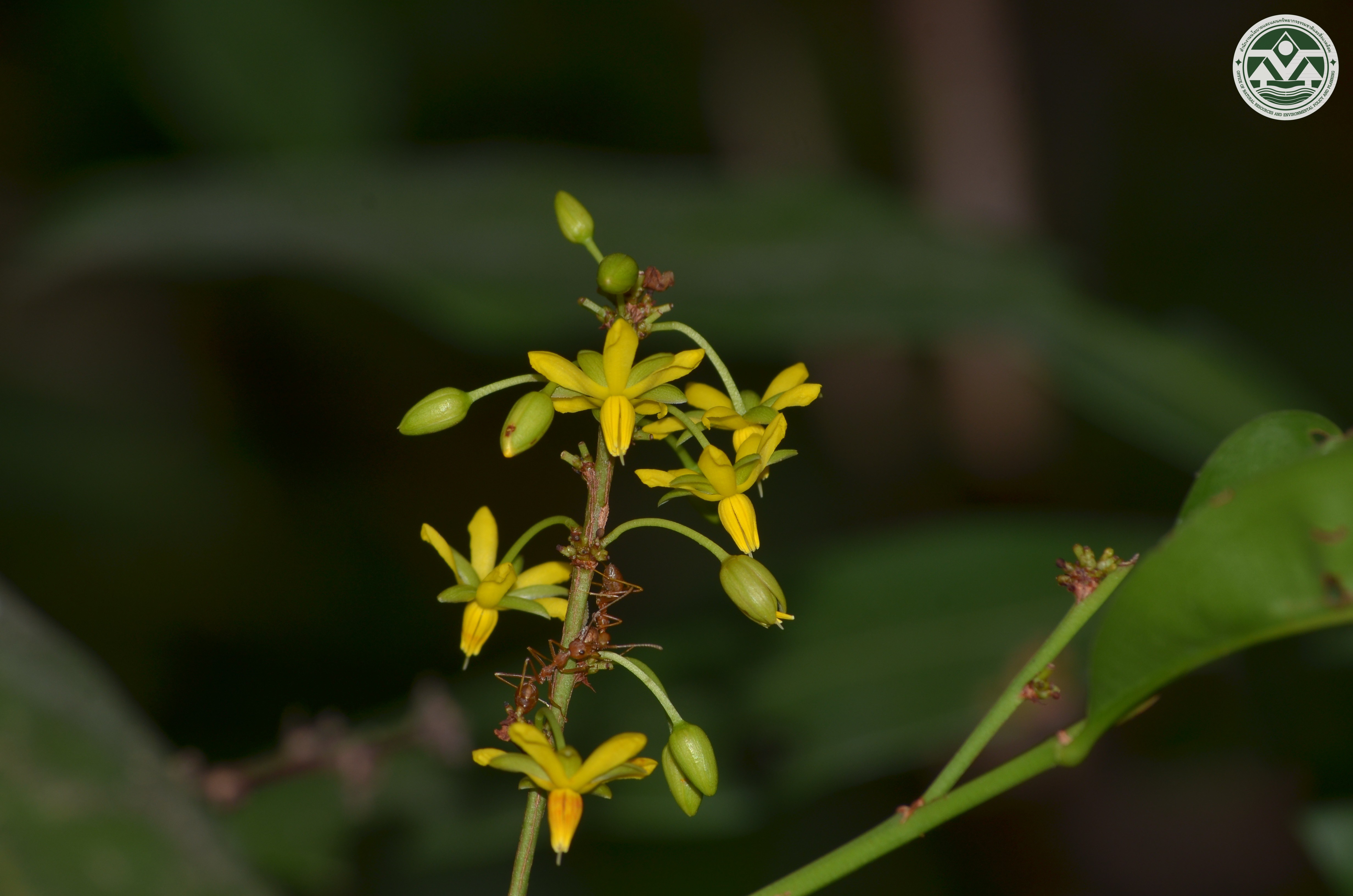 Gomphia serrata