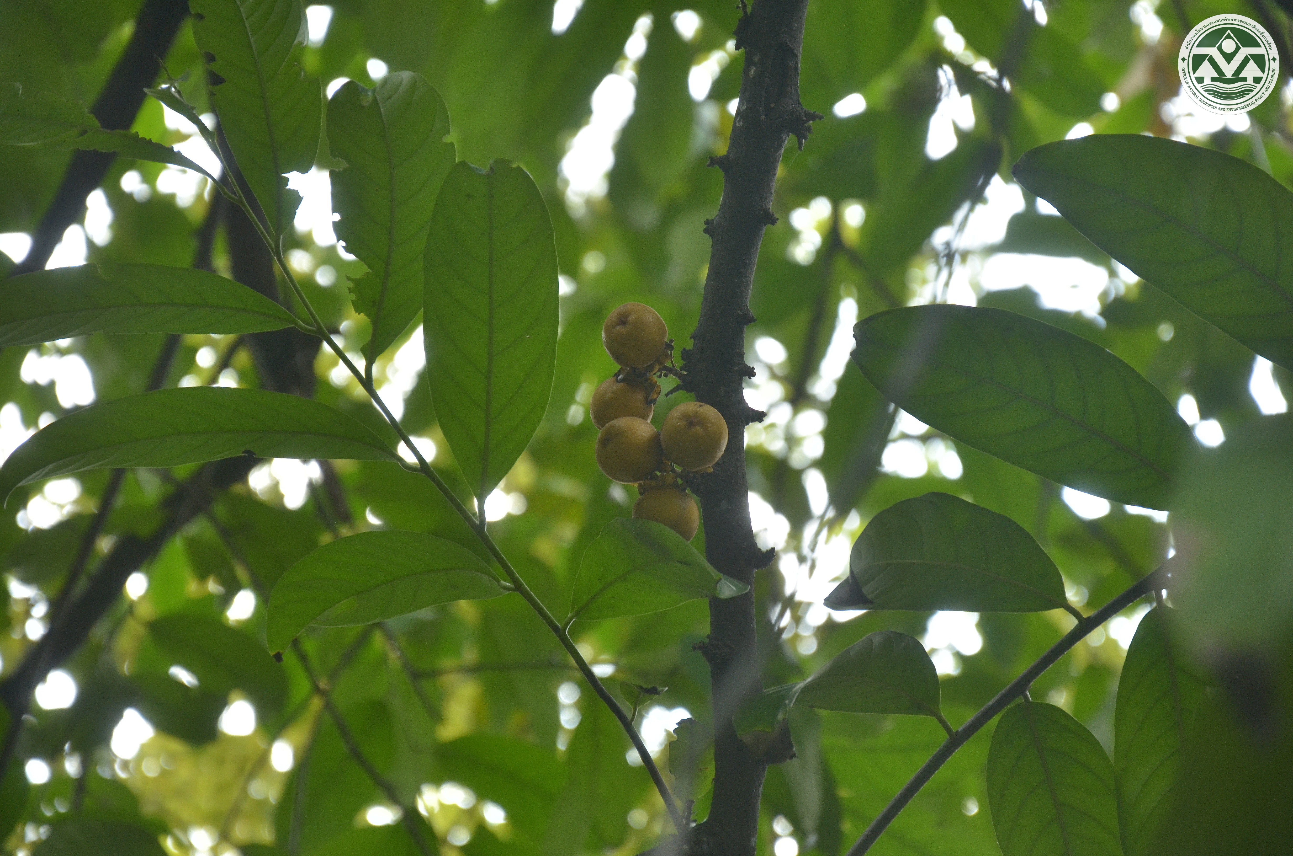 Diospyros dictyoneura