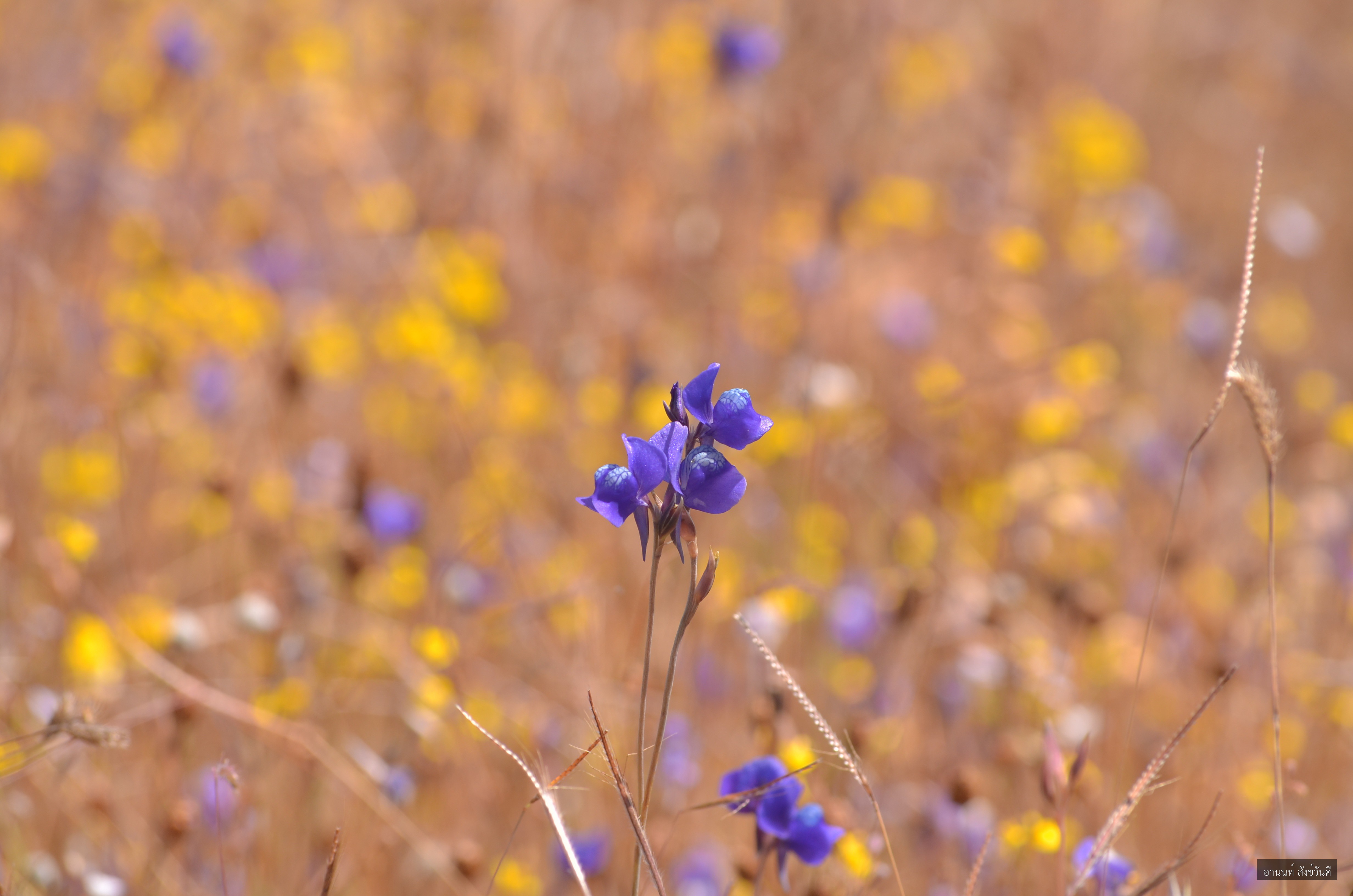 Utricularia delphinioides