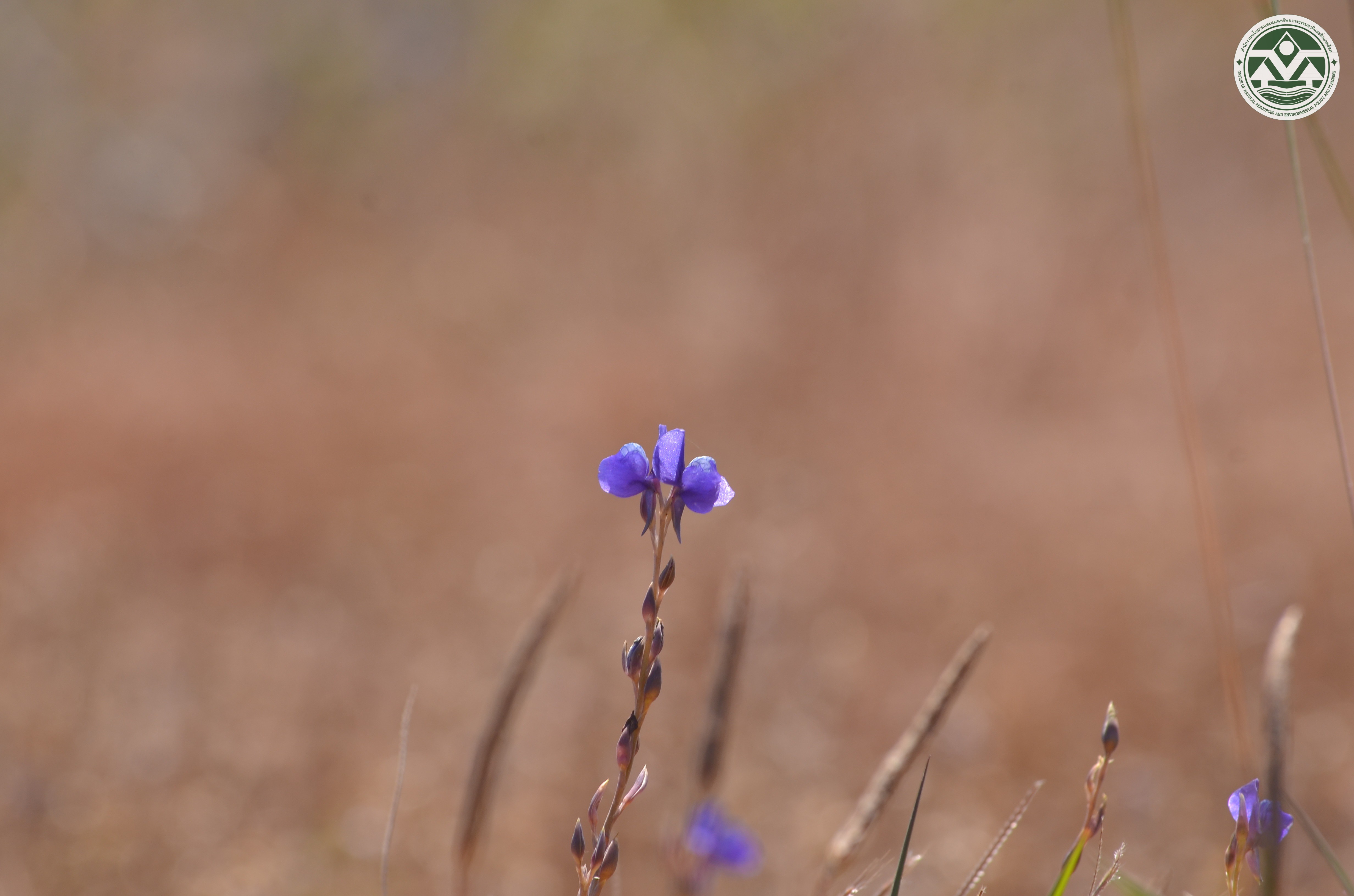 Utricularia delphinioides