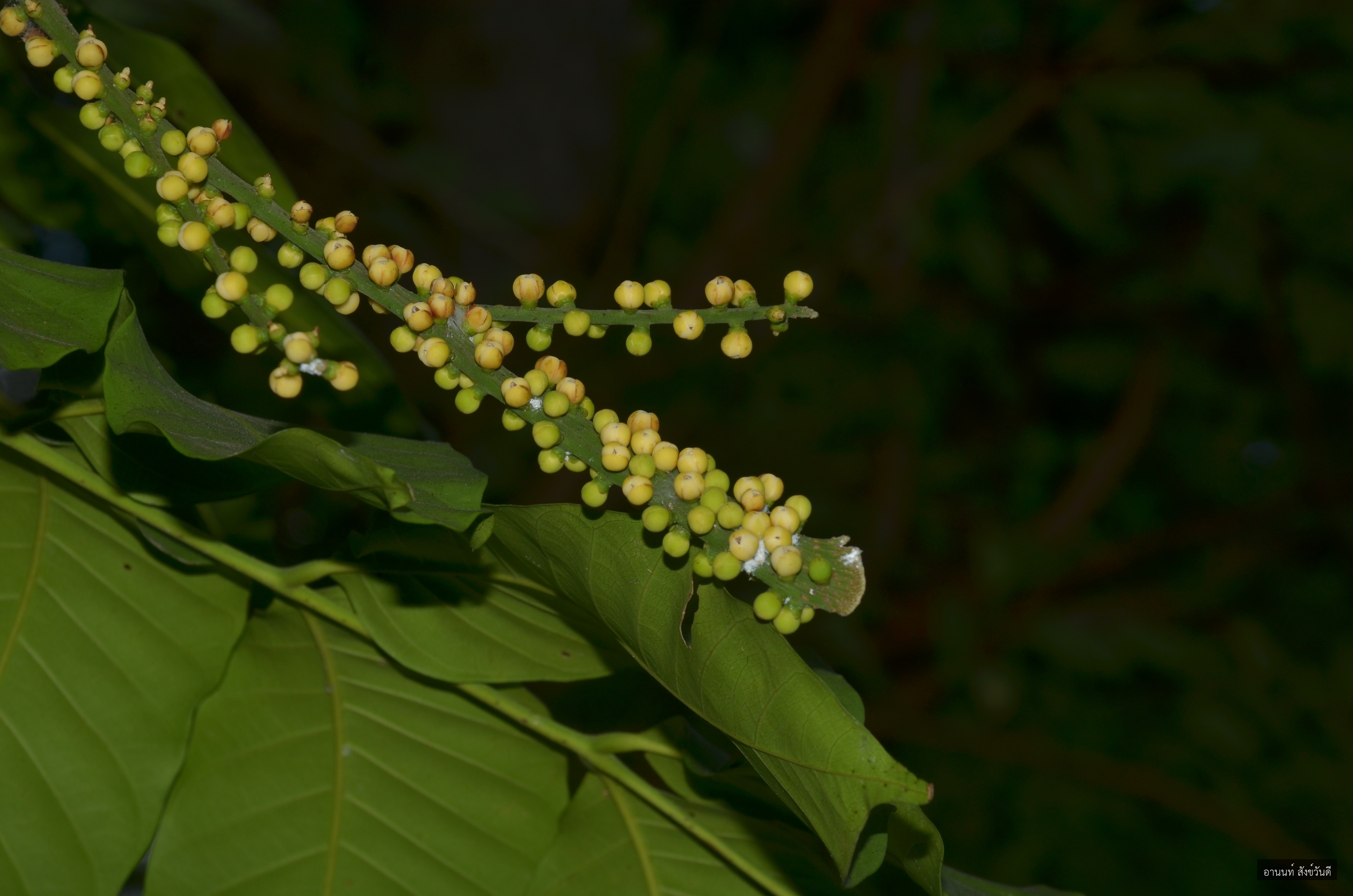 Aphanamixis polystachya