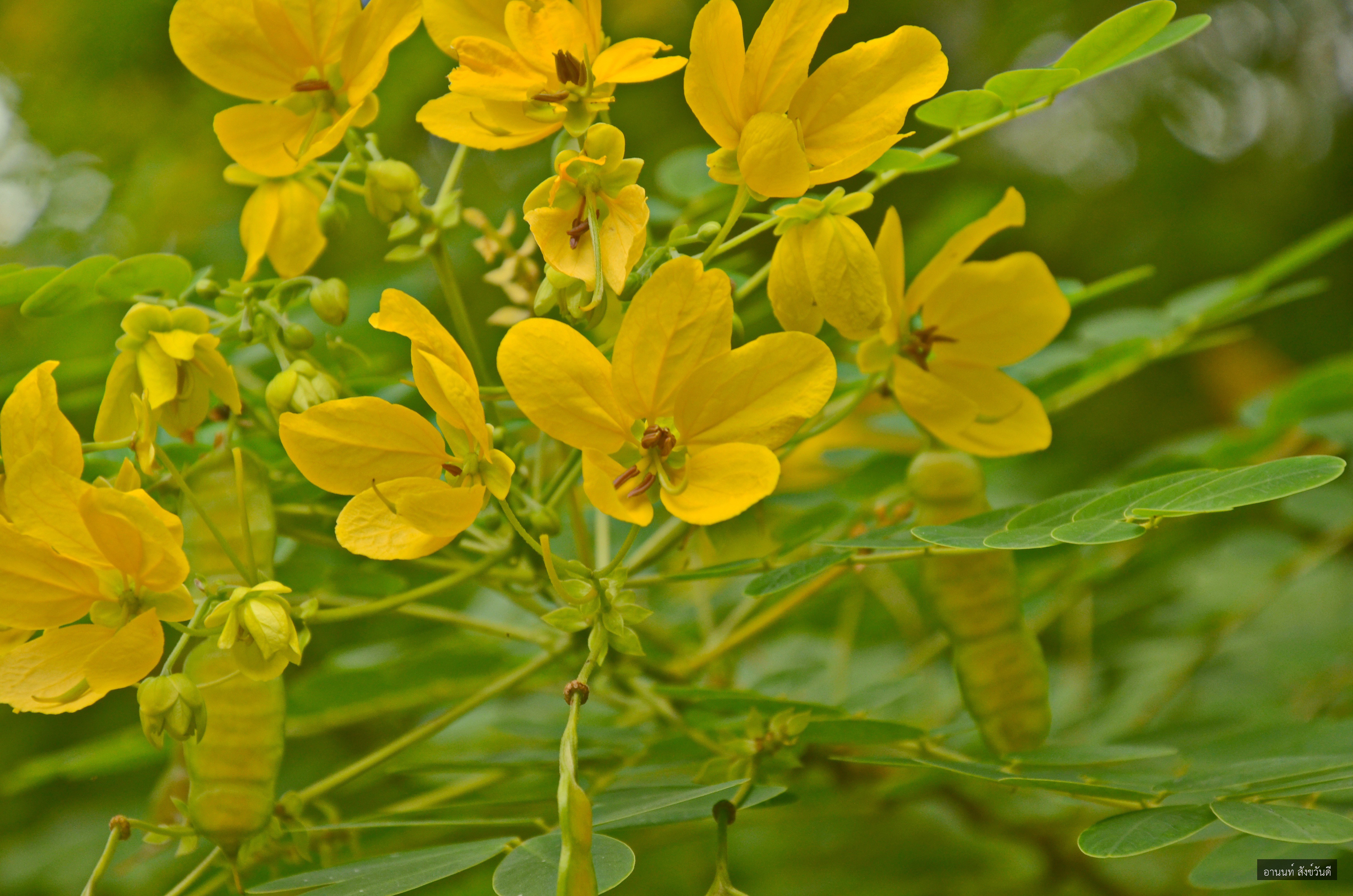 Senna surattensis