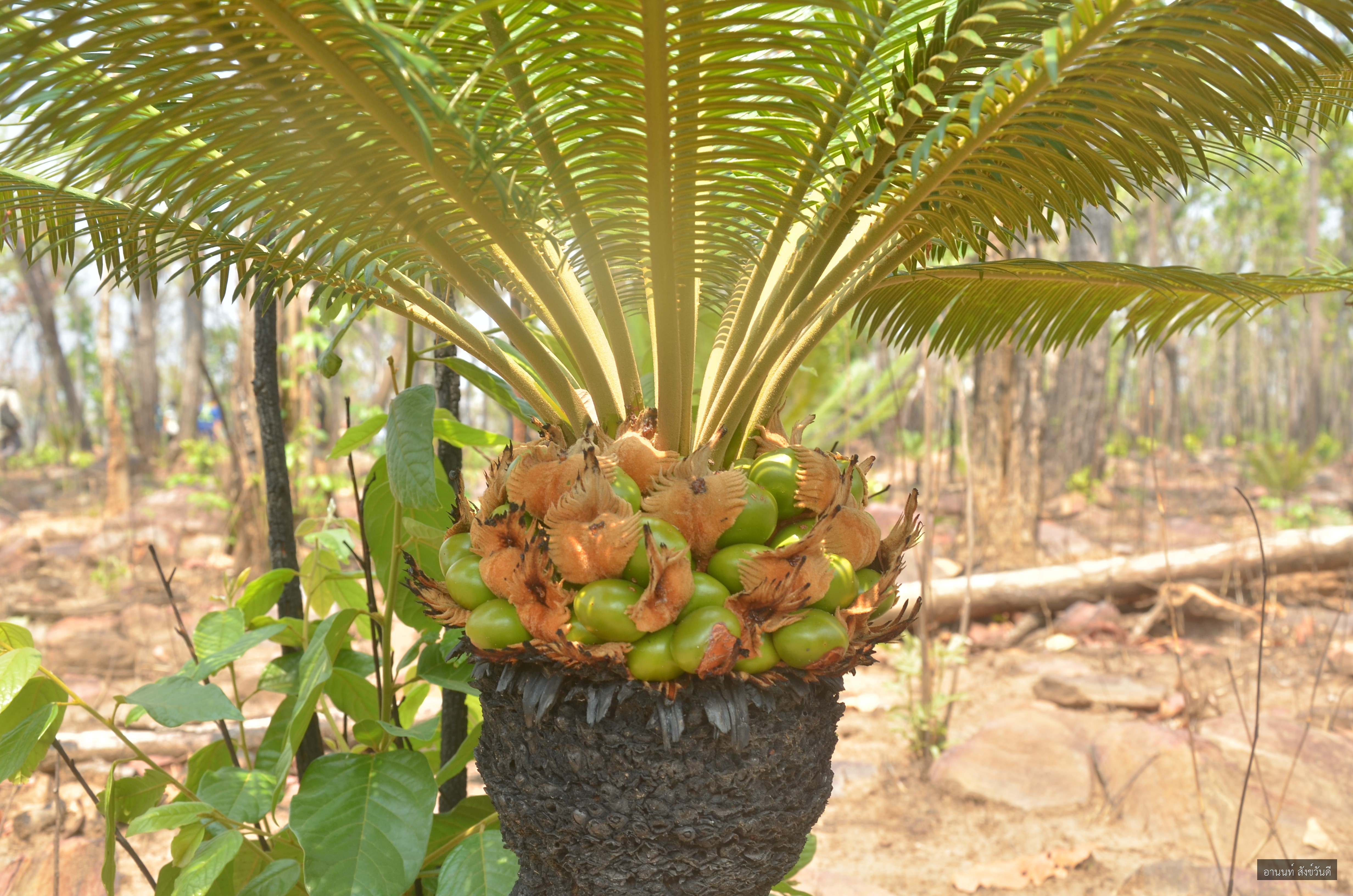 Cycas siamensis