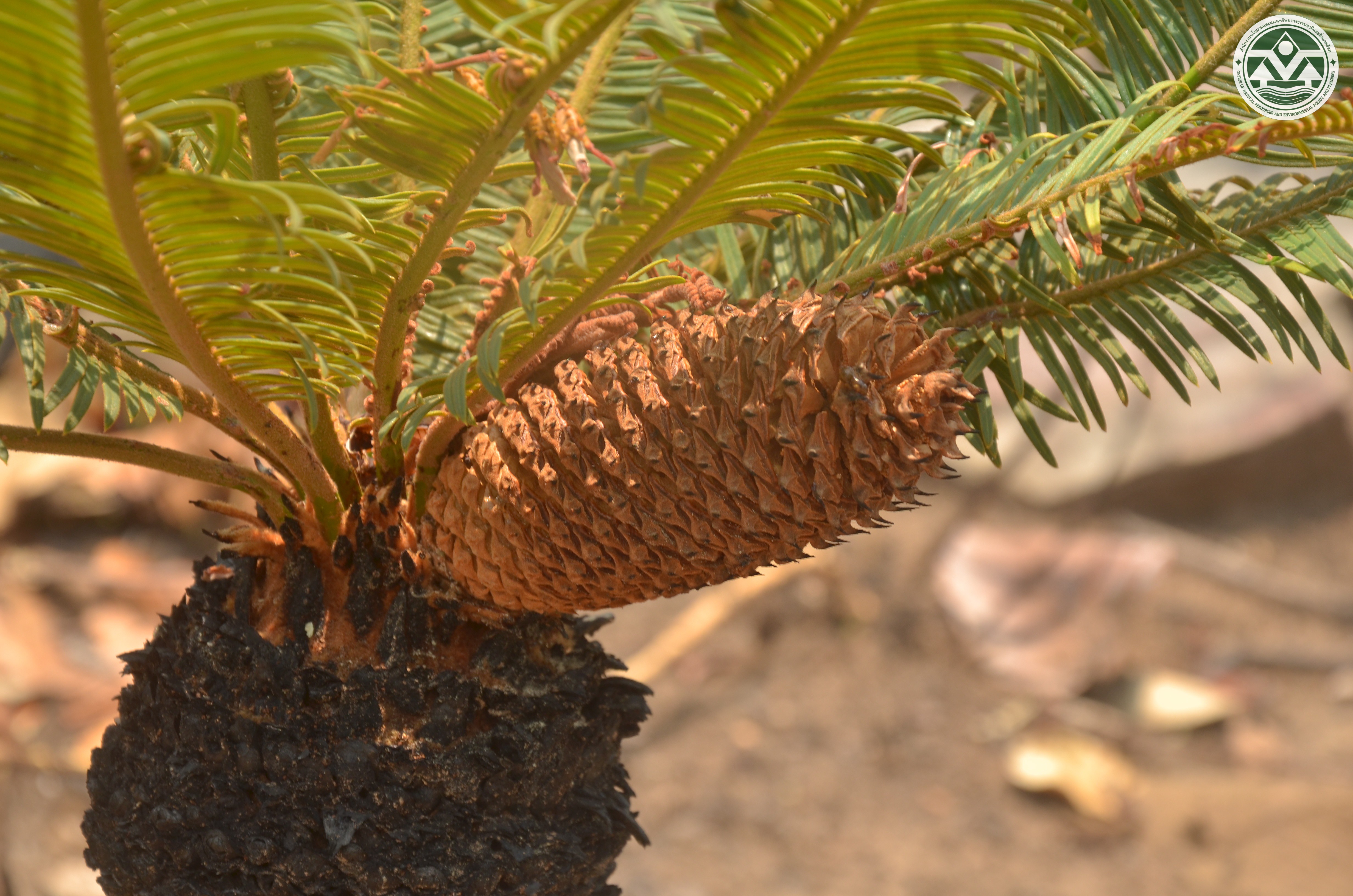 Cycas siamensis