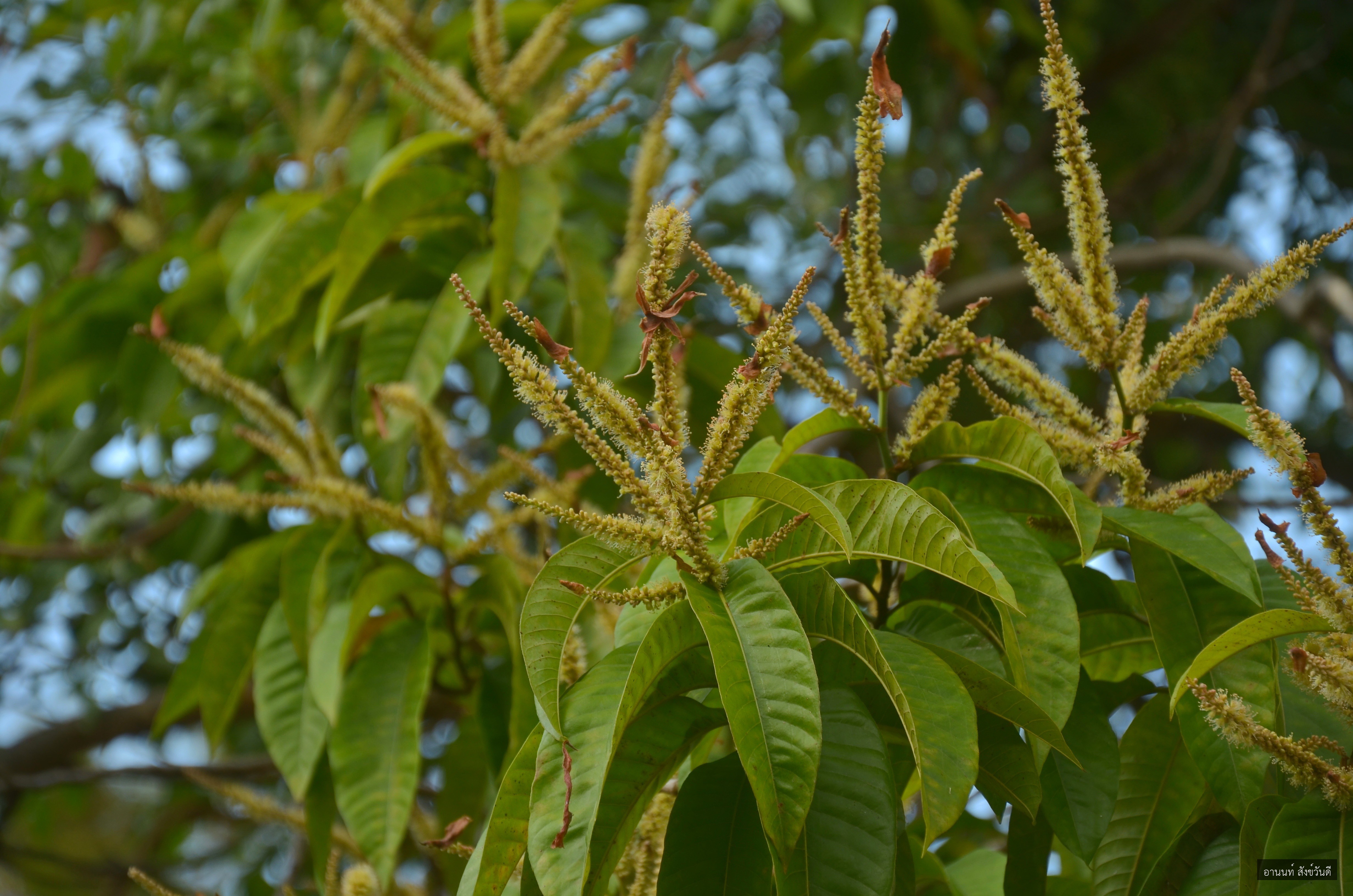 Triplaris cumingiana