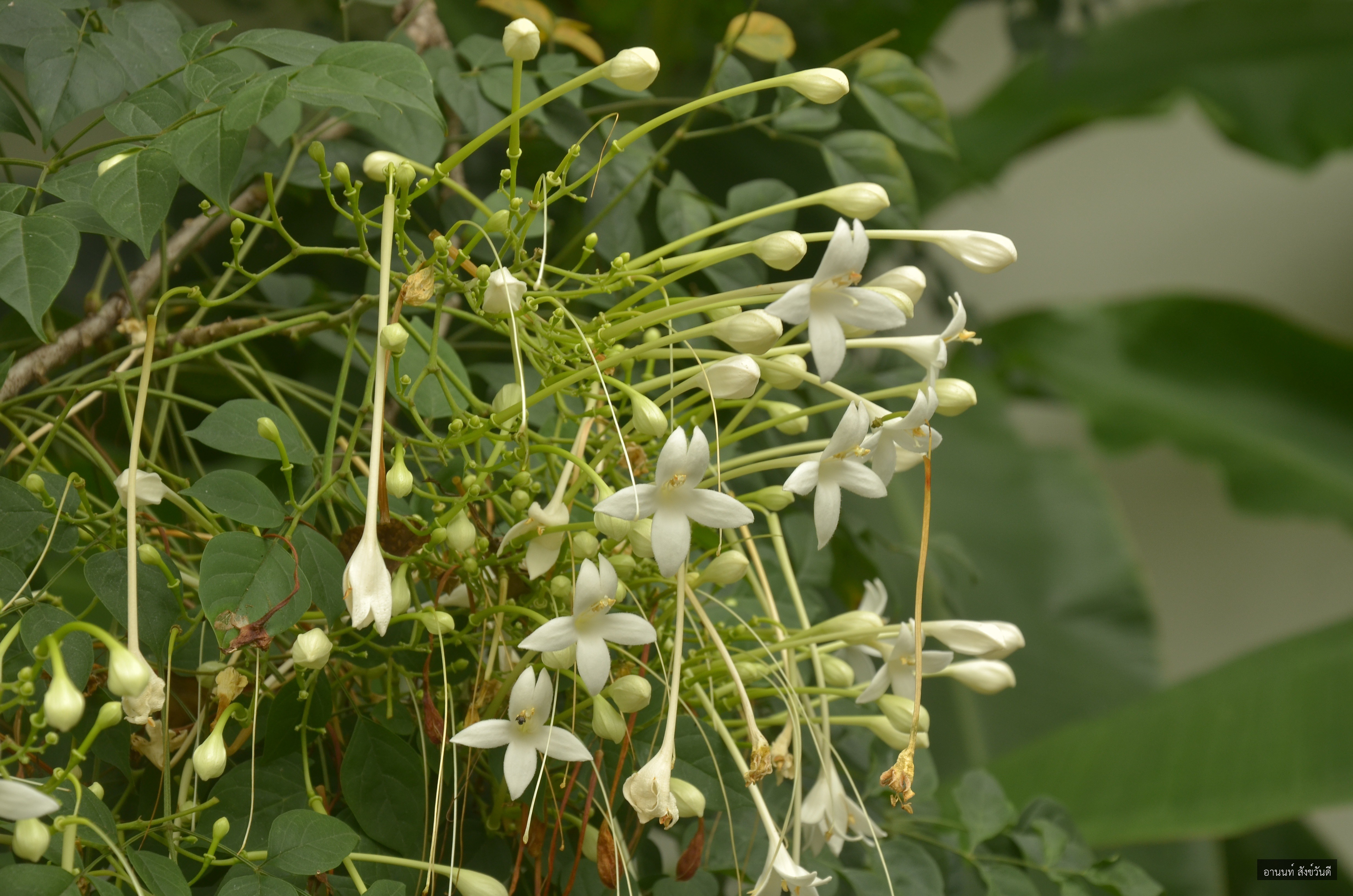 Millingtonia hortensis