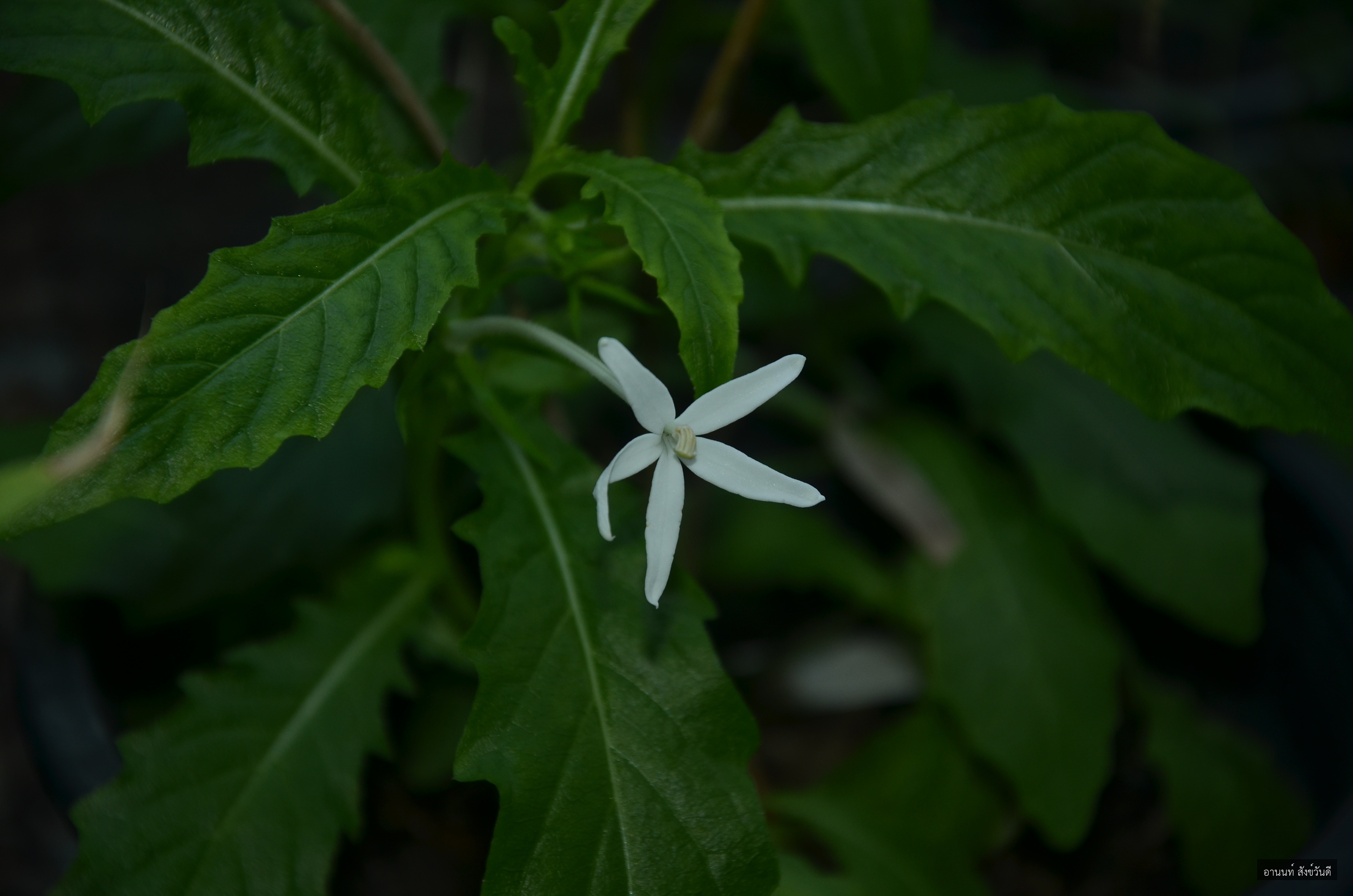 Hippobroma longiflora