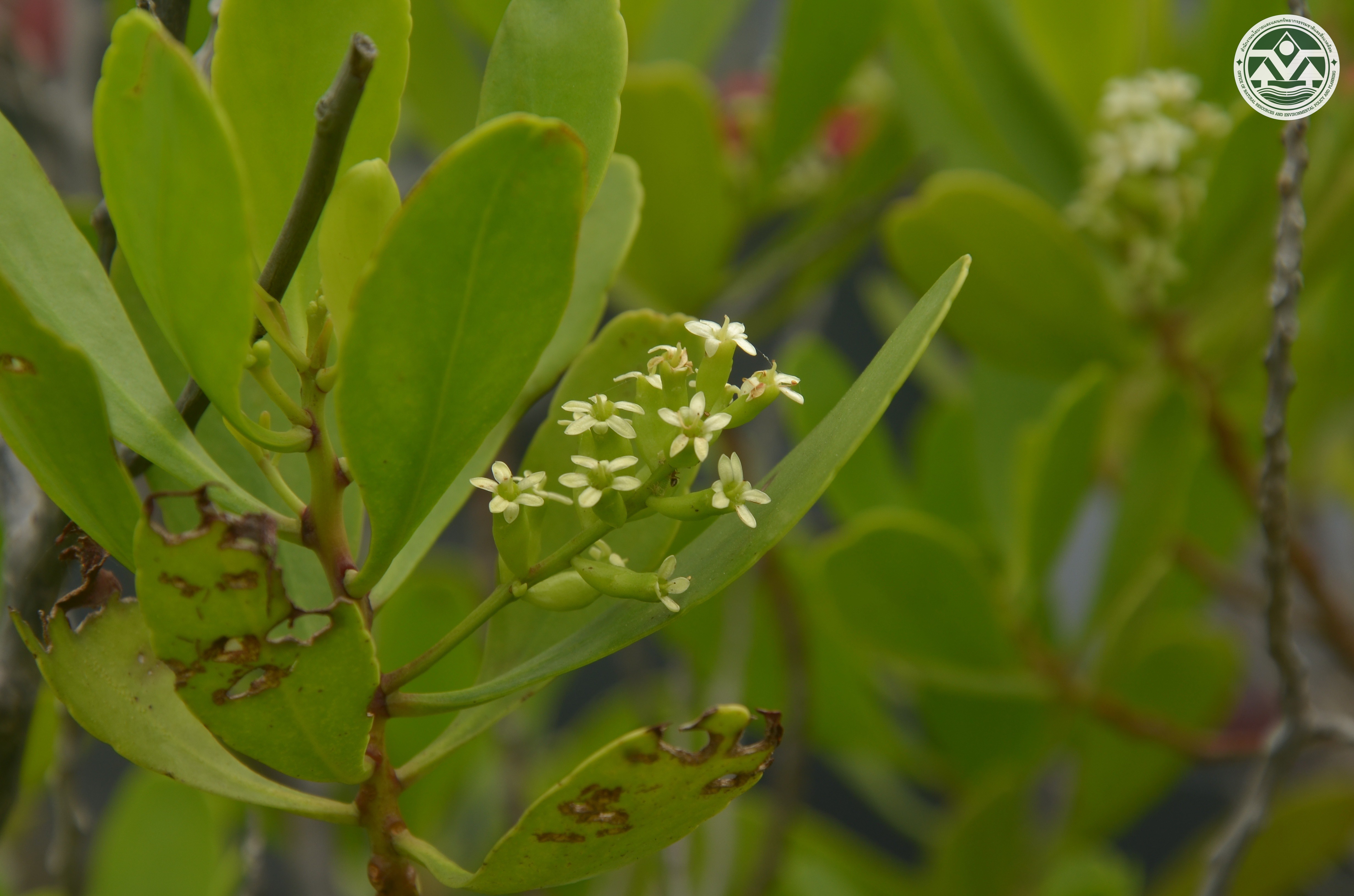 Lumnitzera racemosa