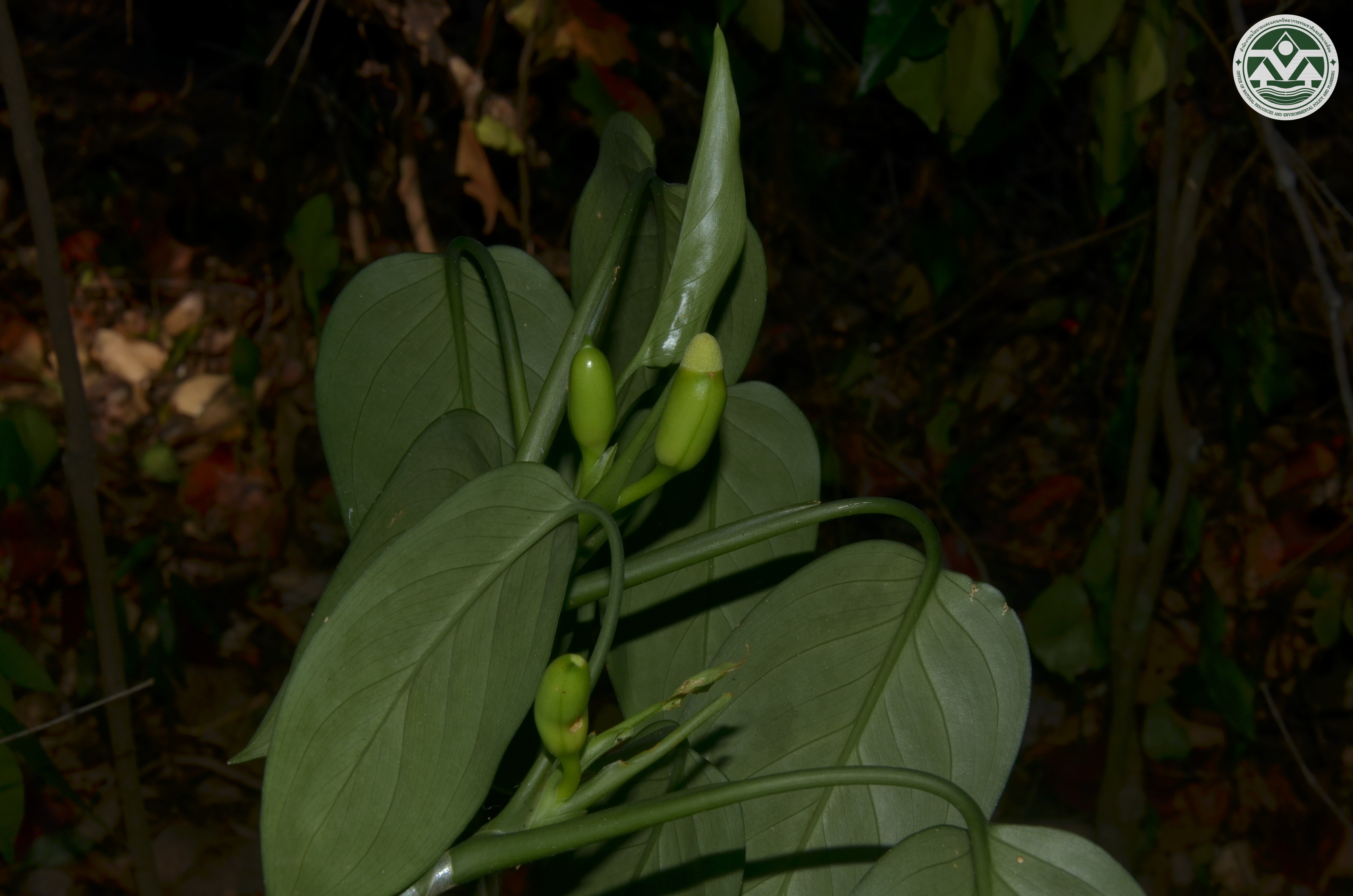 Aglaonema simplex