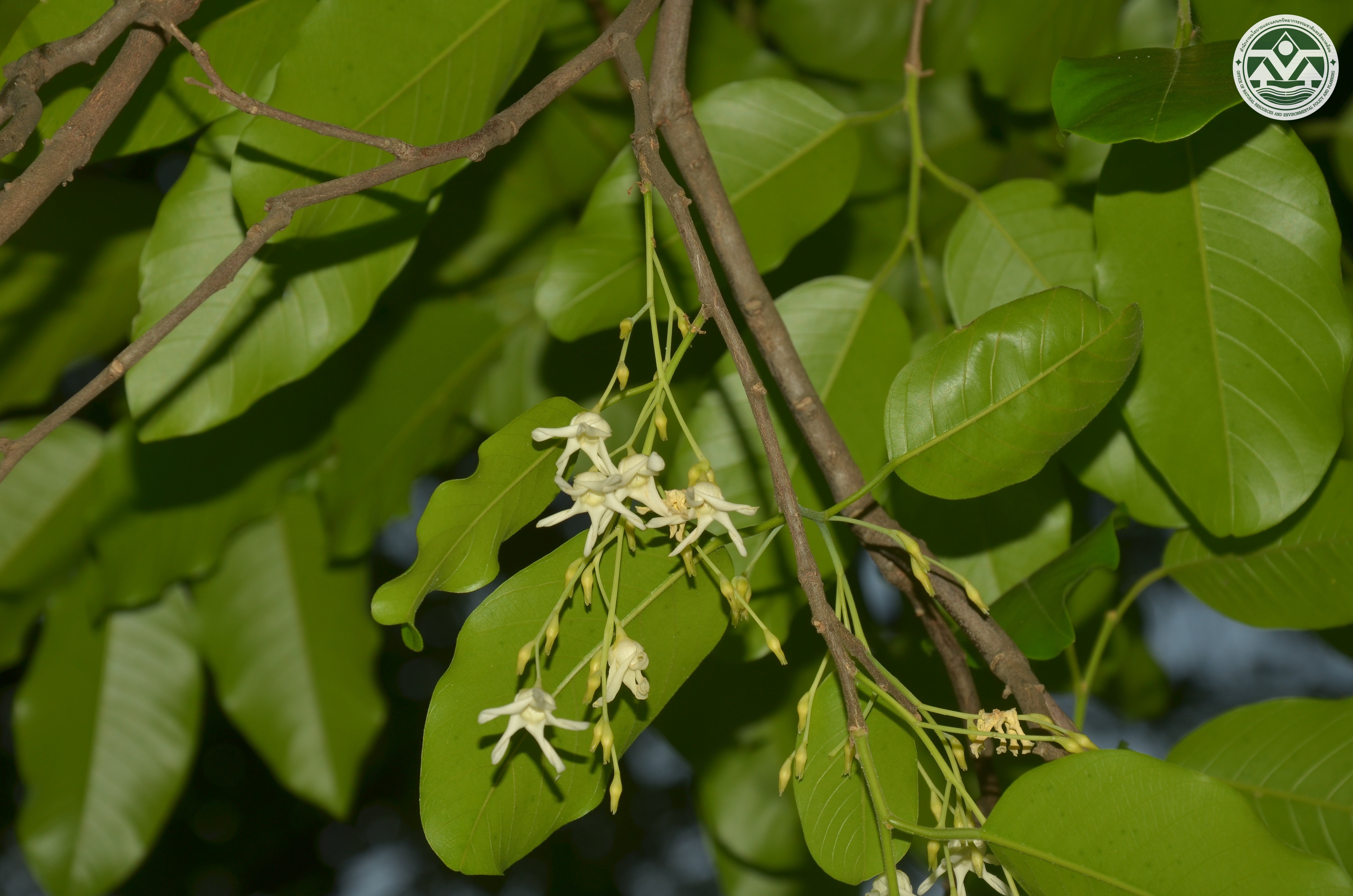 Anthoshorea roxburghii