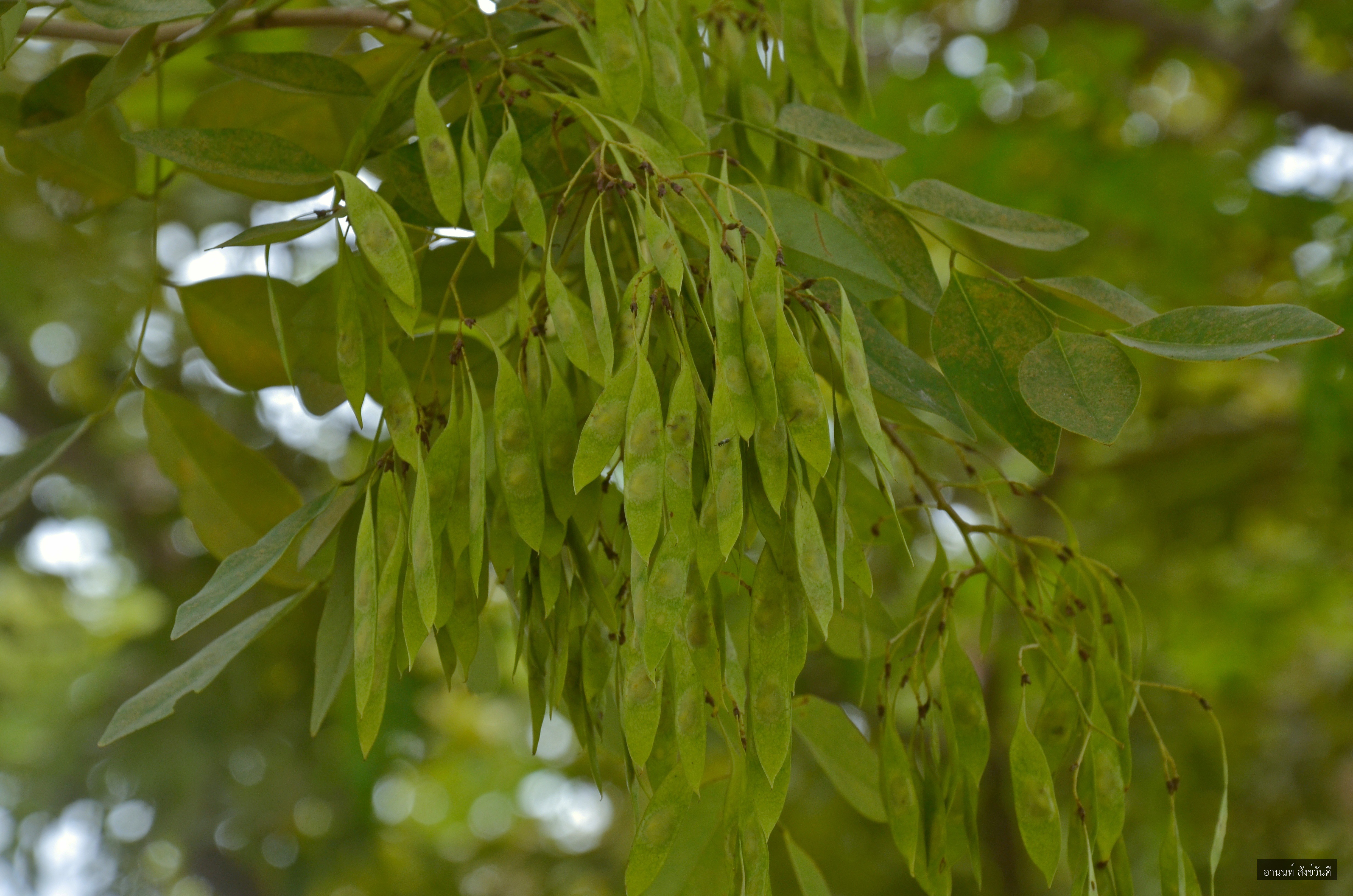 Dalbergia cochinchinensis