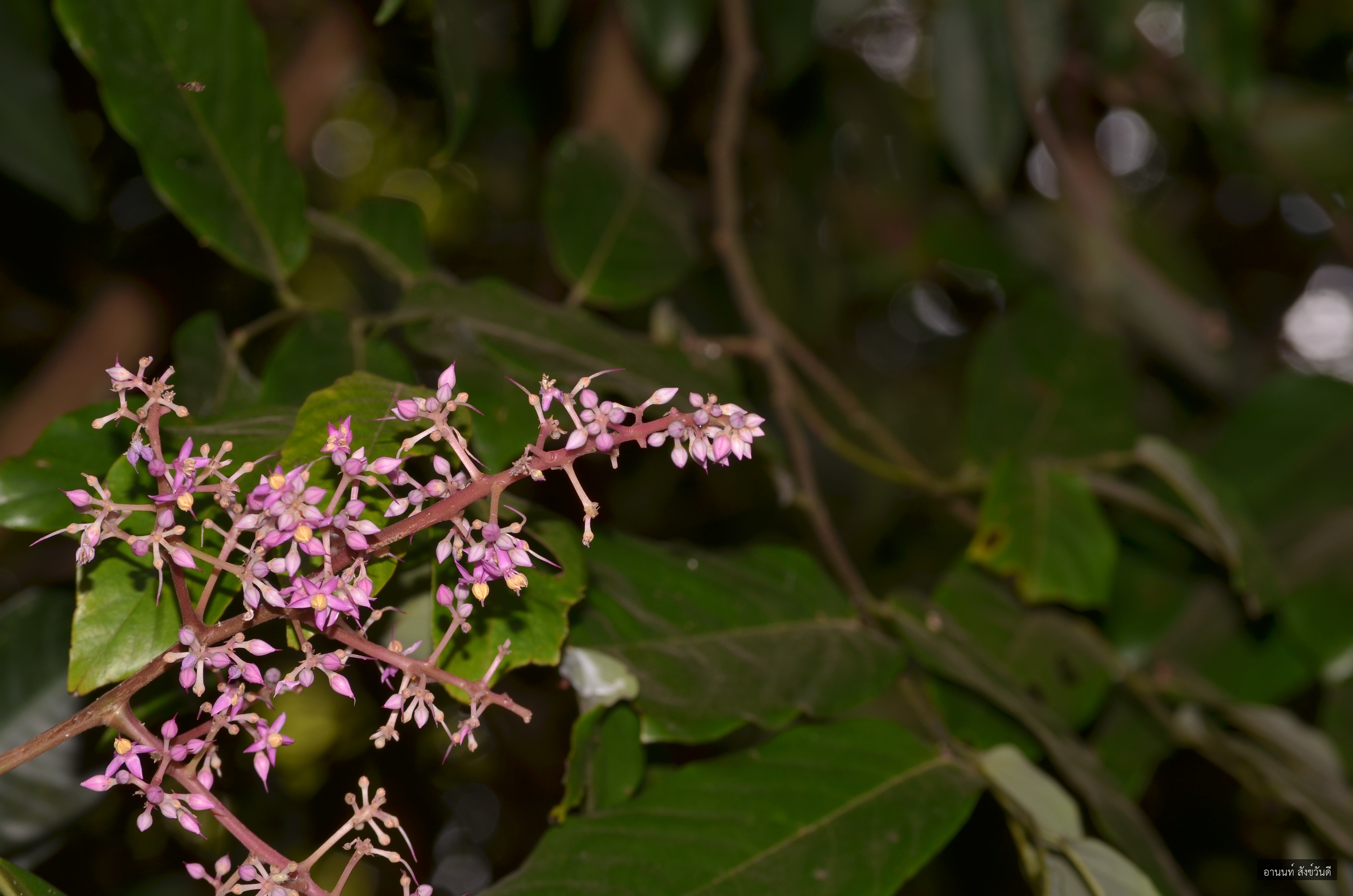 Ardisia sanguinolenta