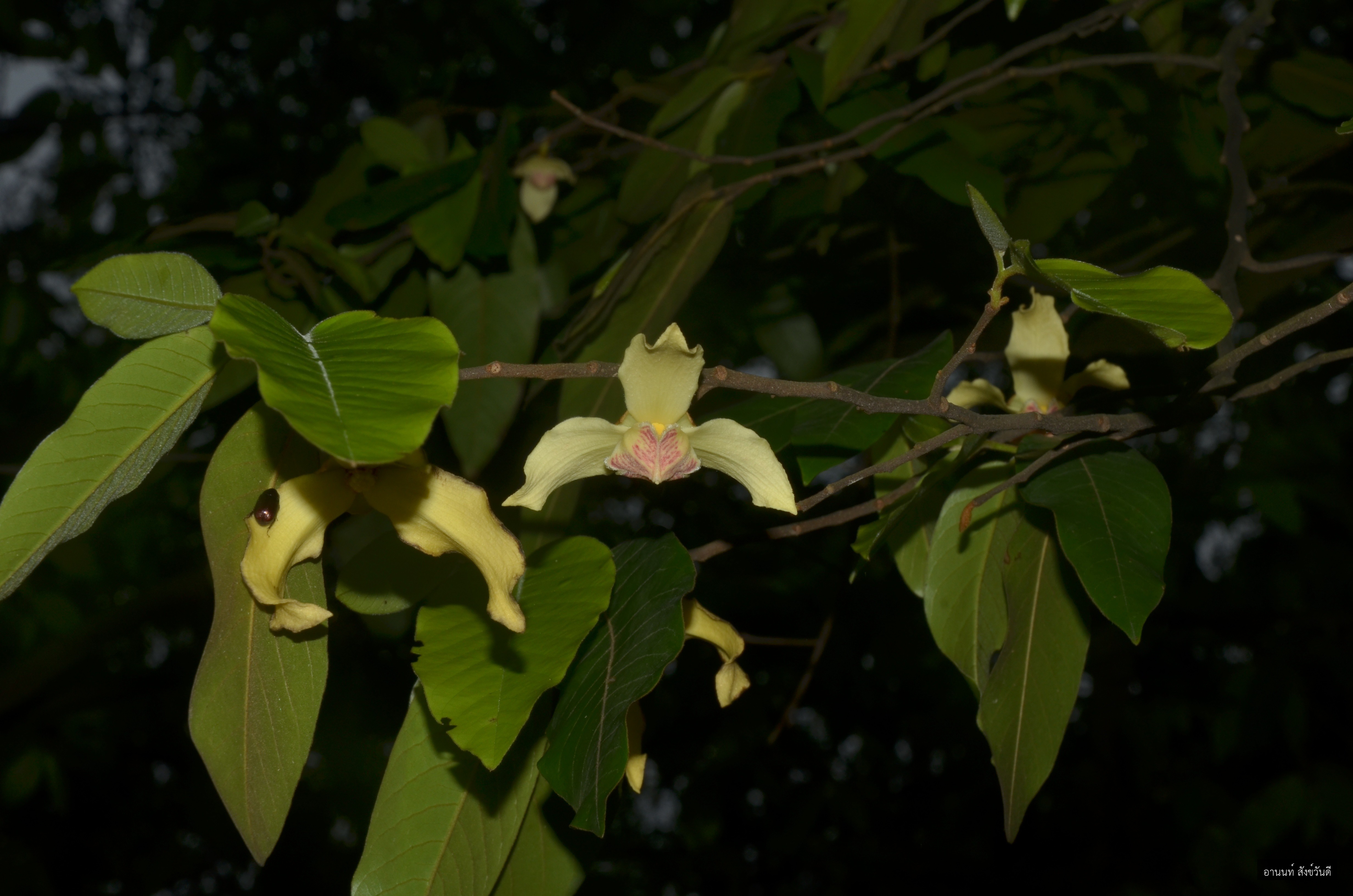 Mitrephora tomentosa