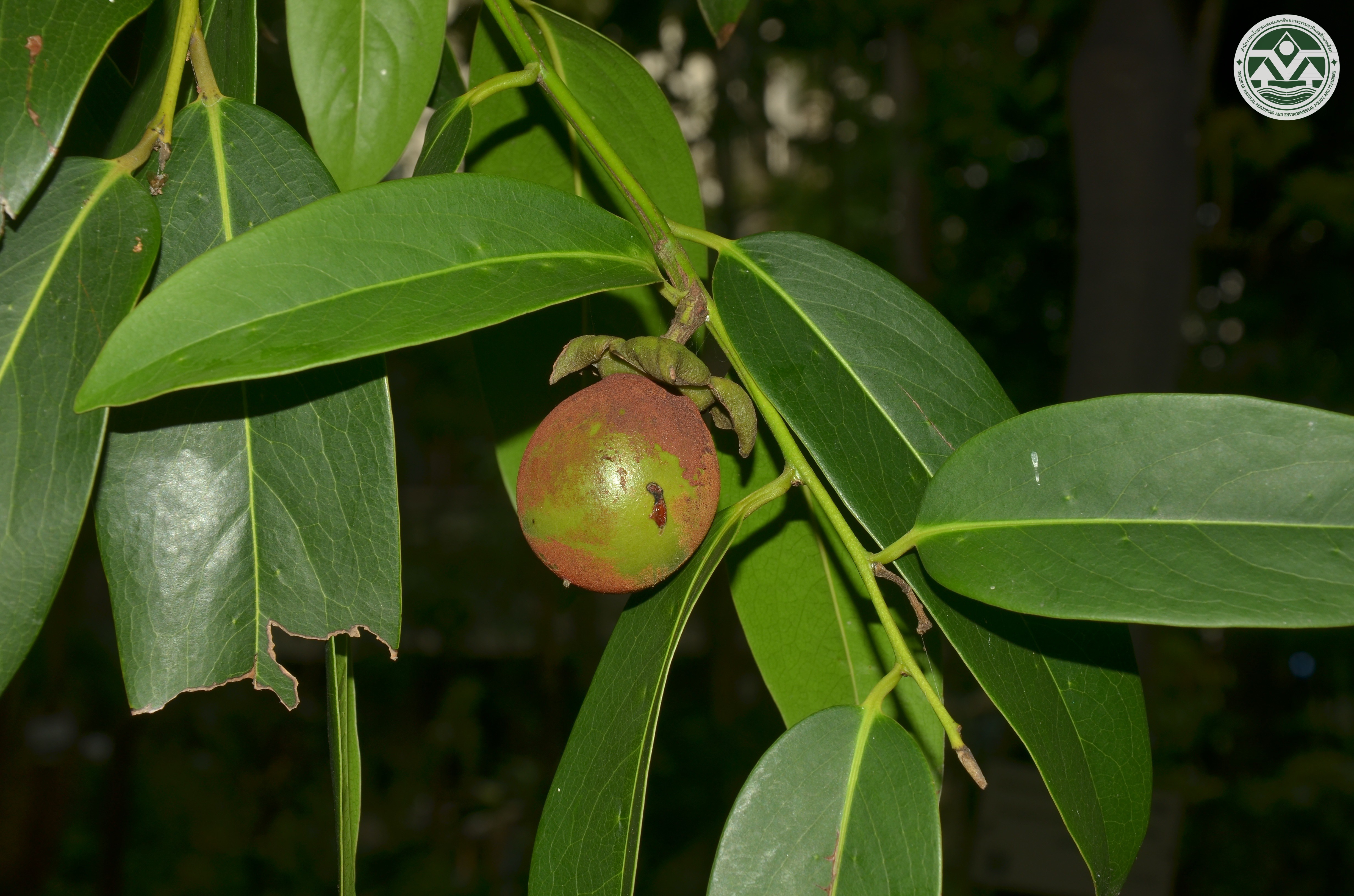 Diospyros areolata