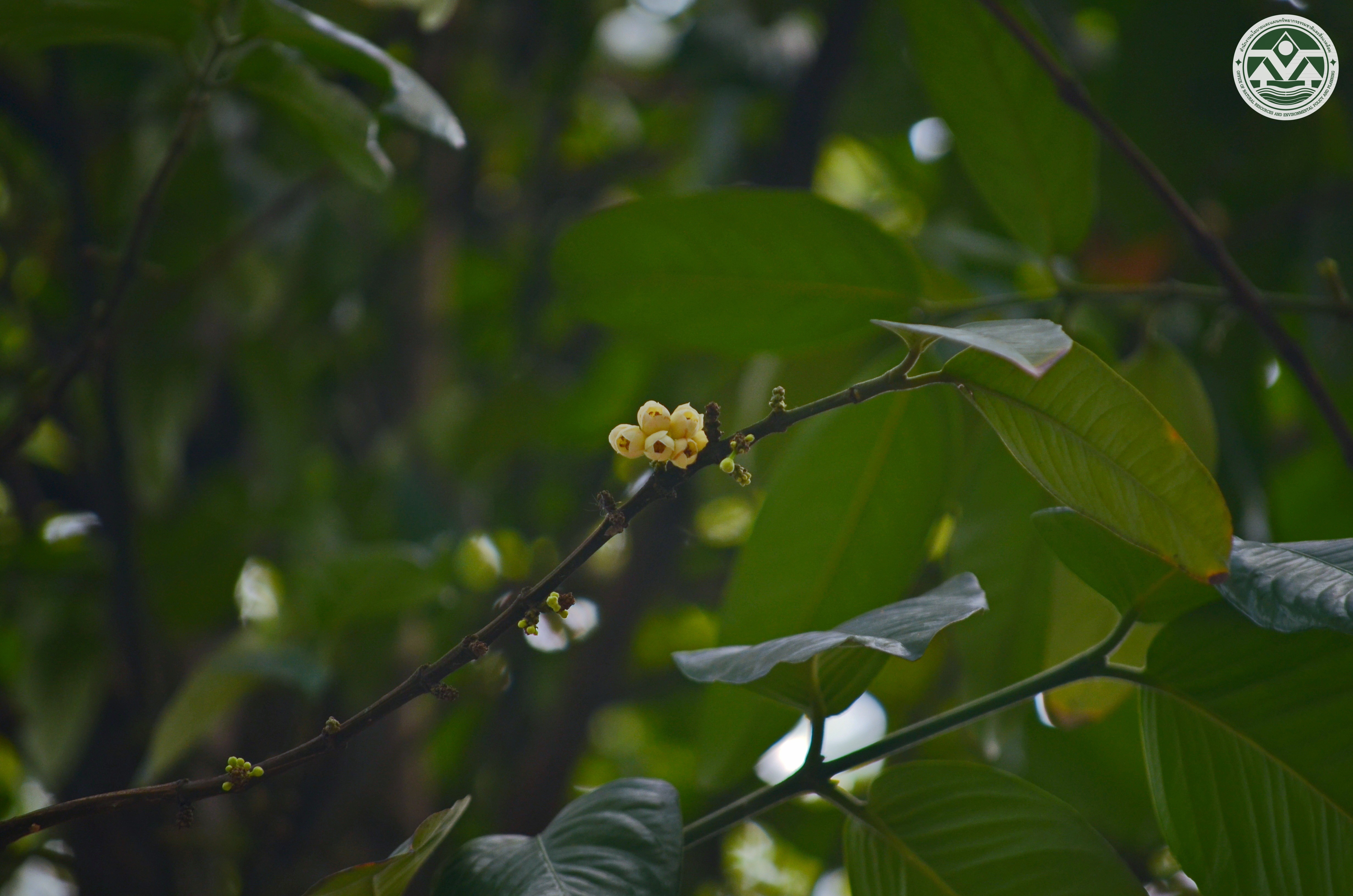 Garcinia dulcis