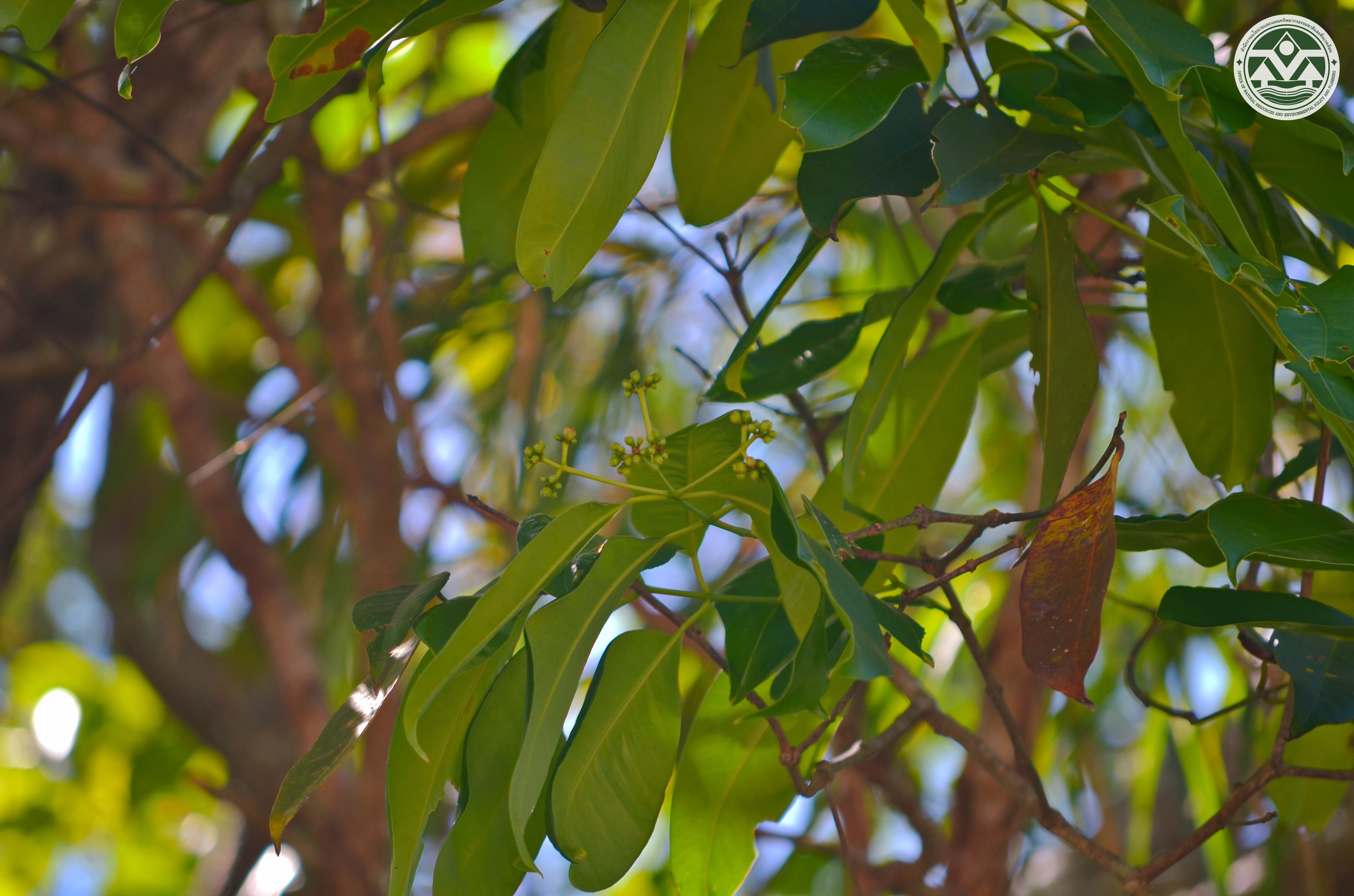 Syzygium oblatum