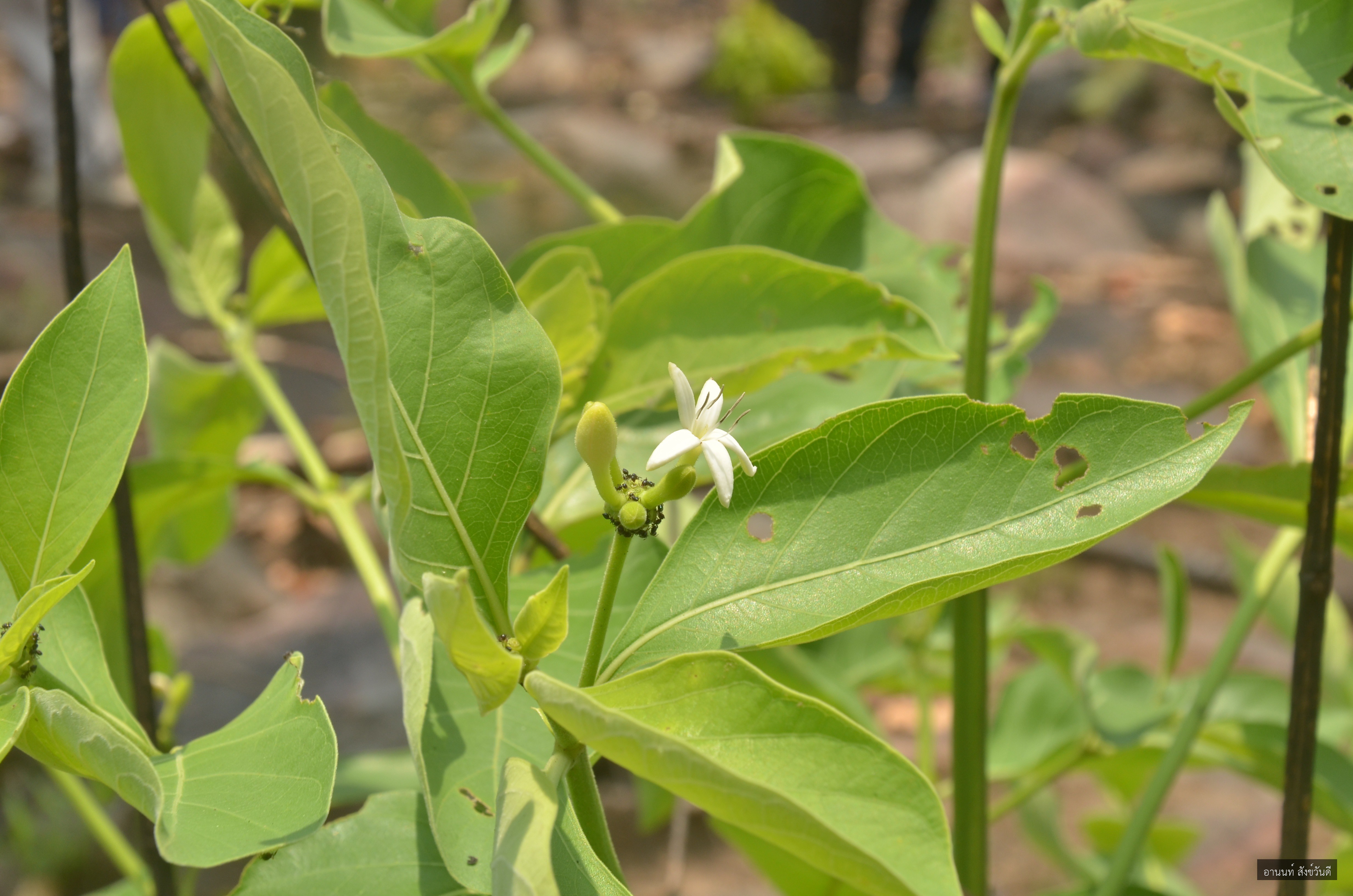 Morinda tomentosa