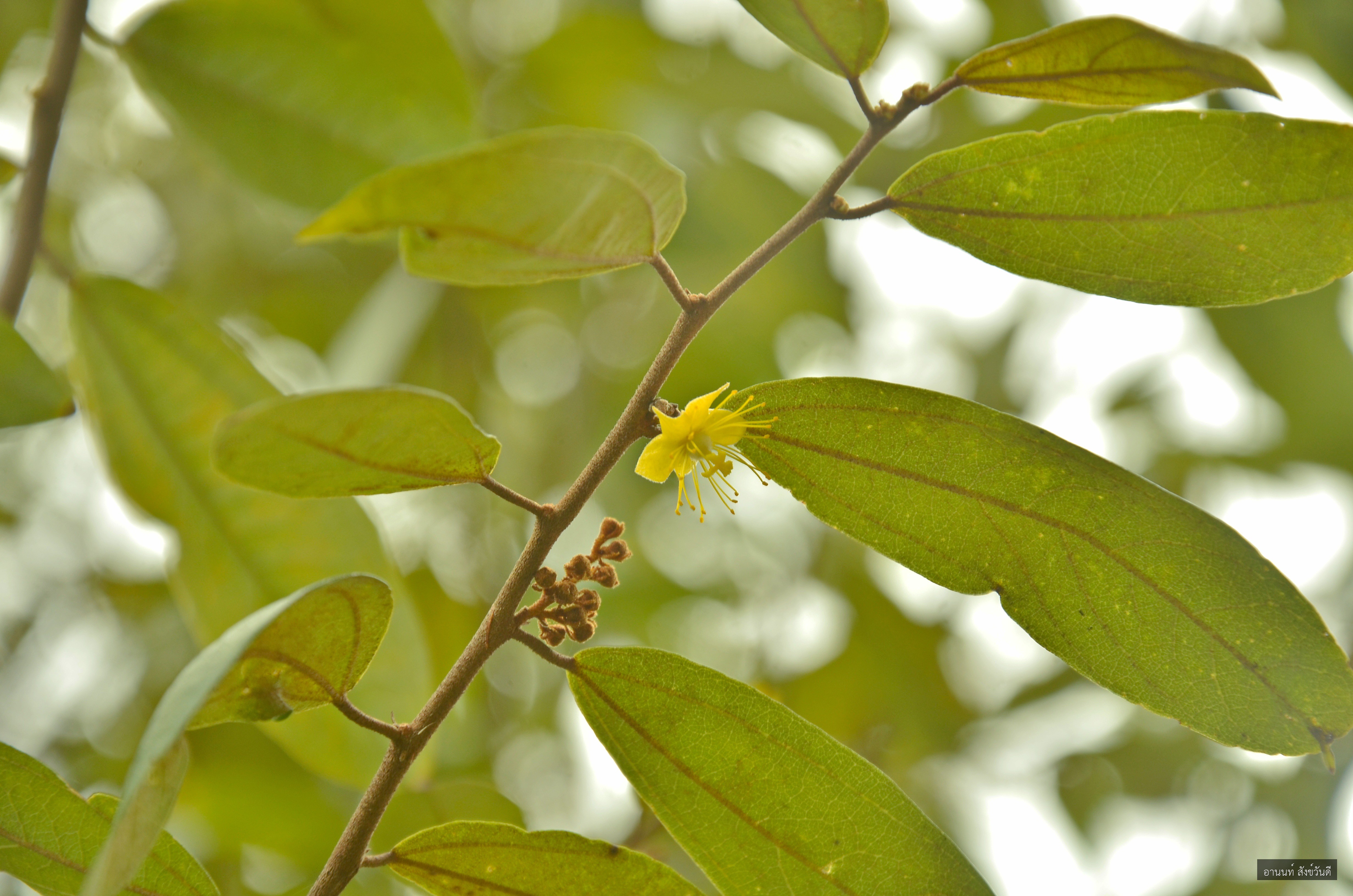 Schoutenia glomerata