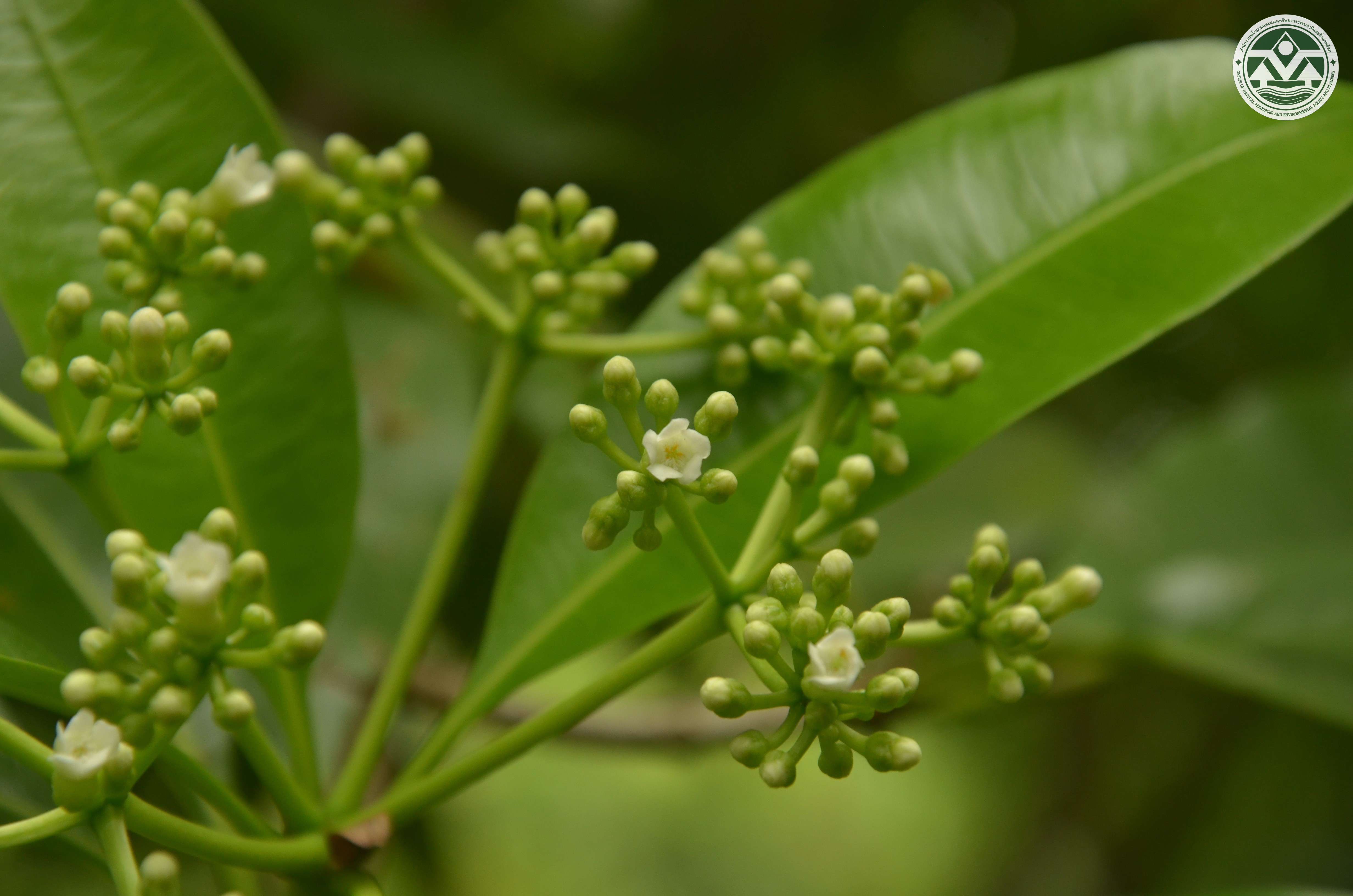 Rauvolfia sumatrana