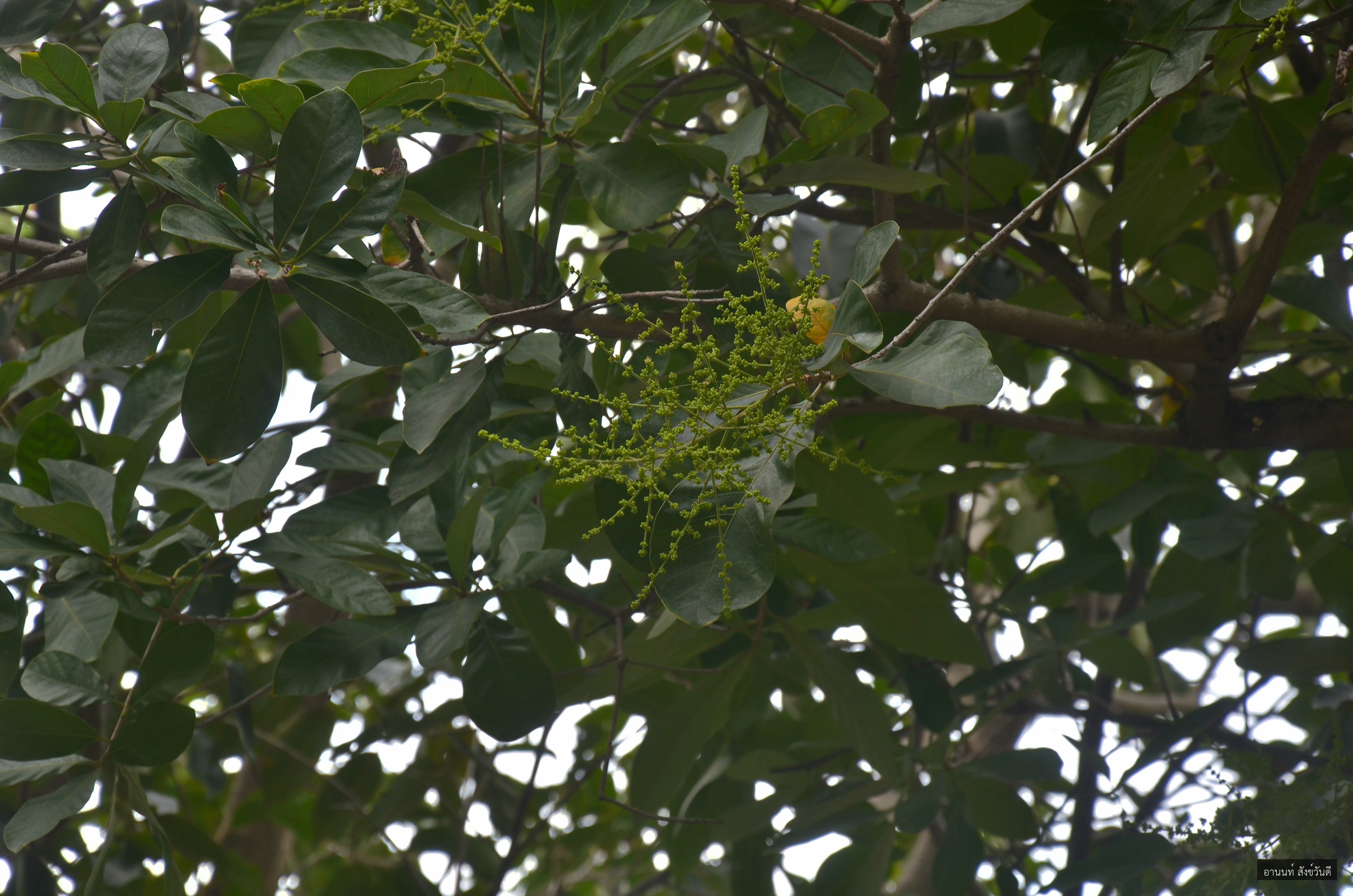 Semecarpus cochinchinensis