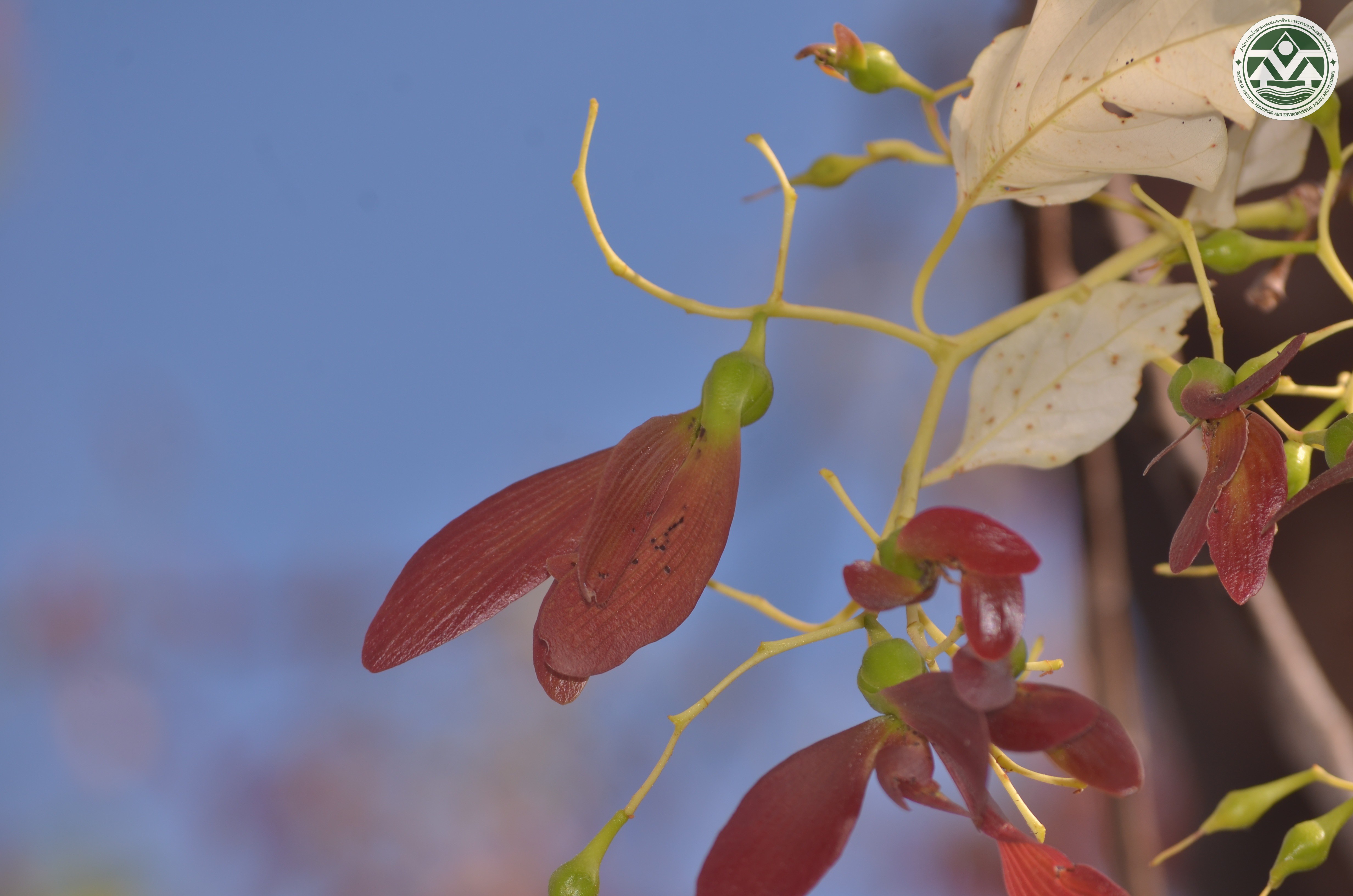 Pentacme siamensis