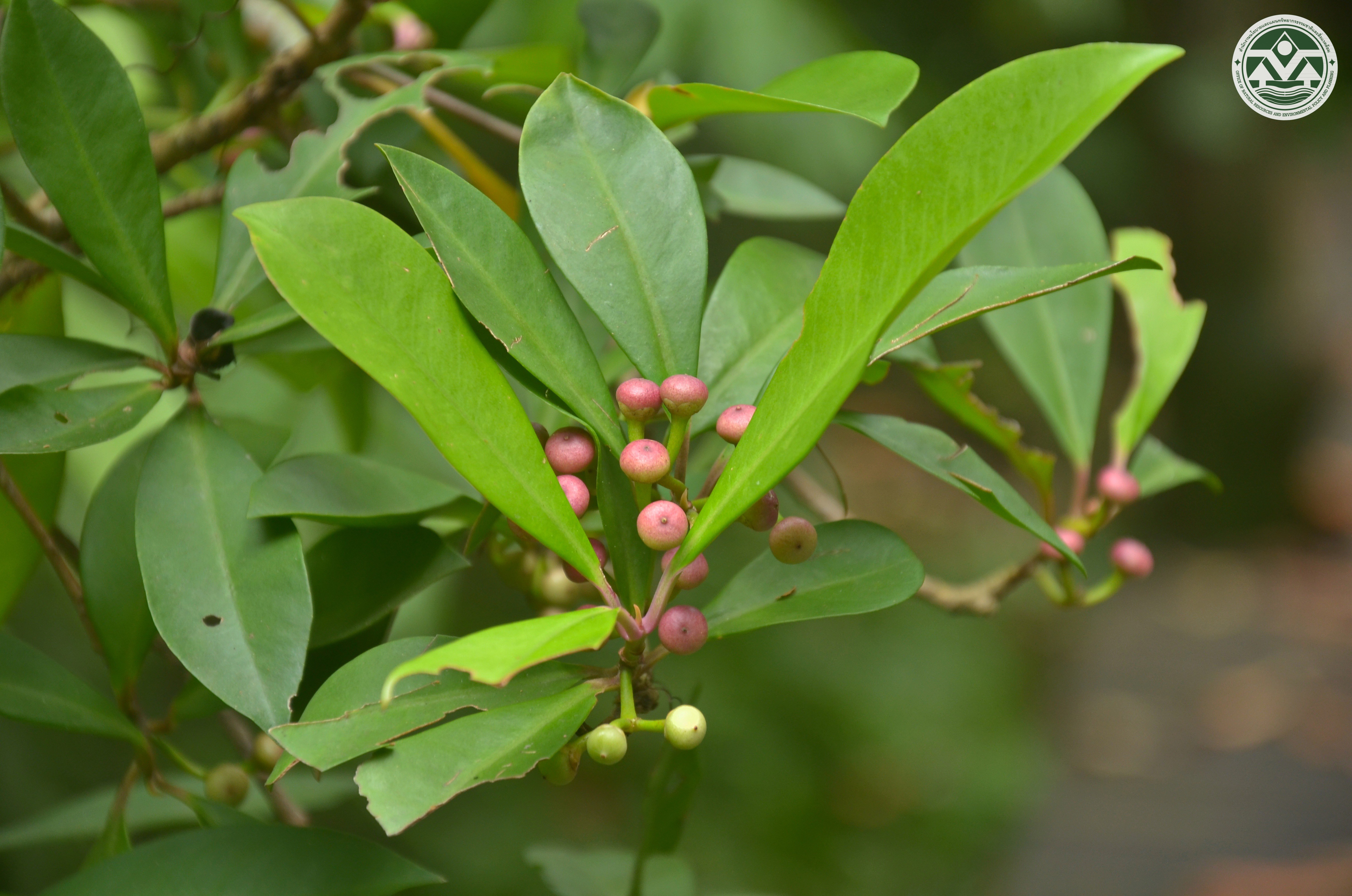 Ardisia elliptica