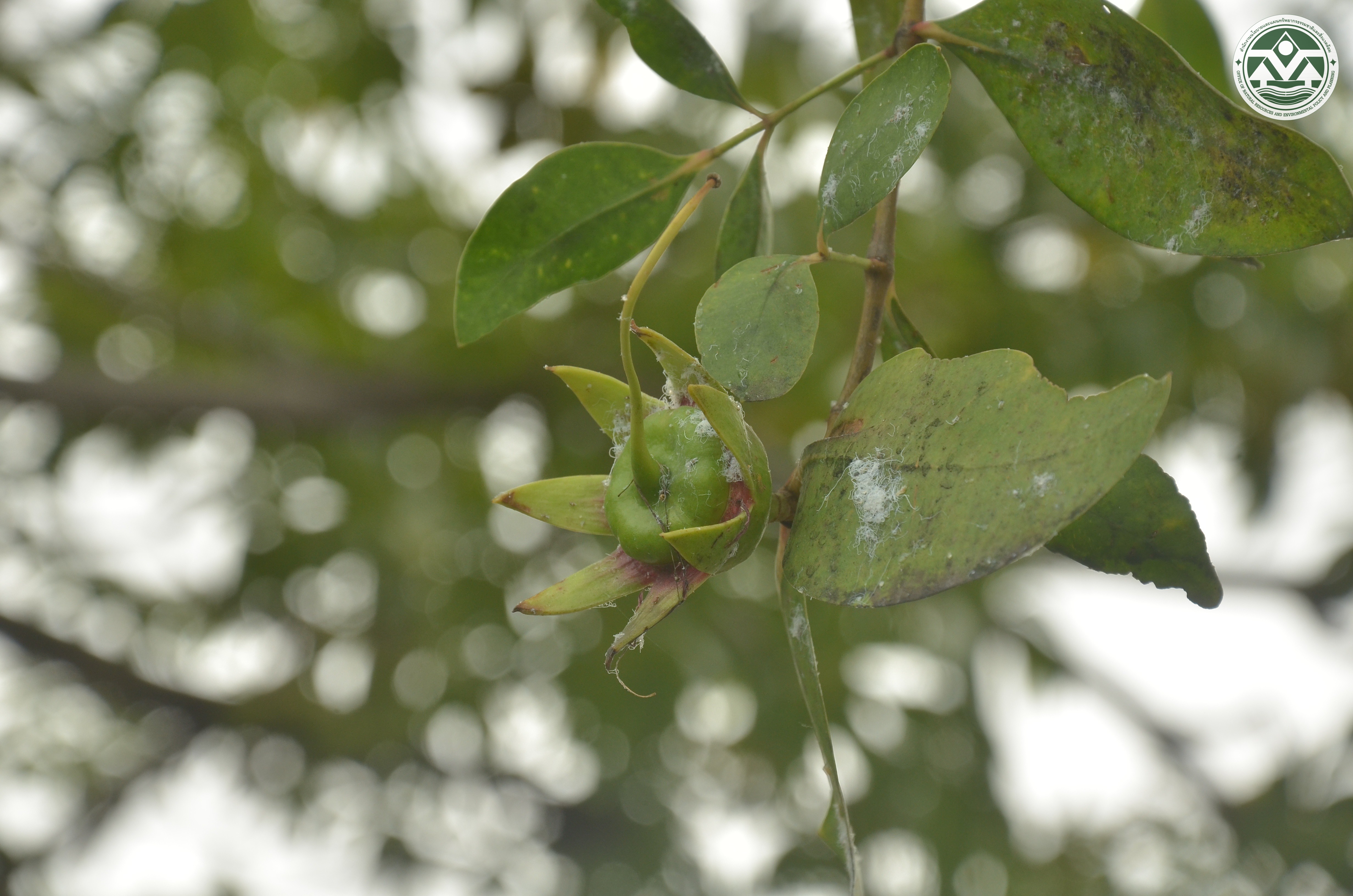 Sonneratia caseolaris