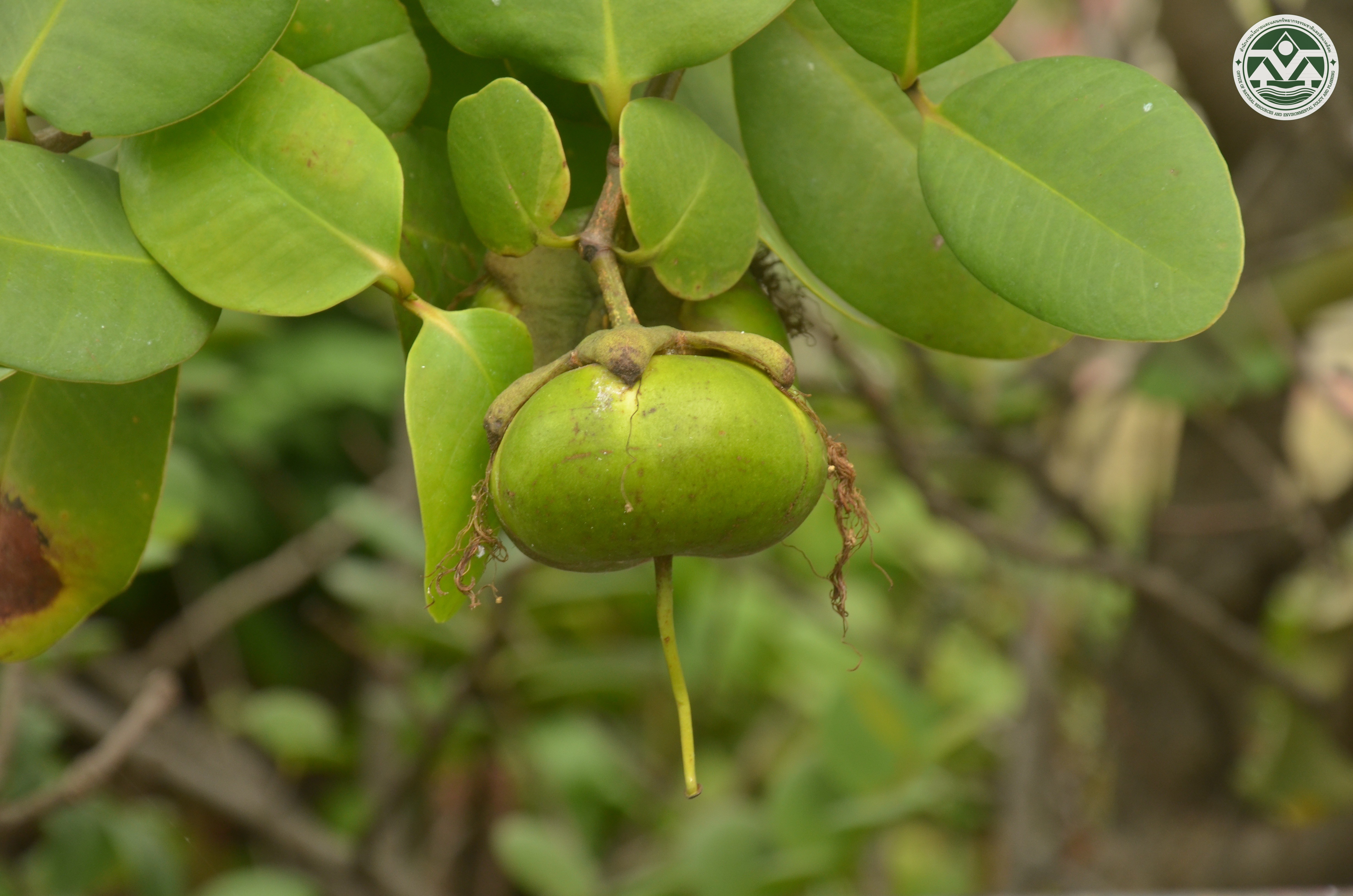 Sonneratia ovata