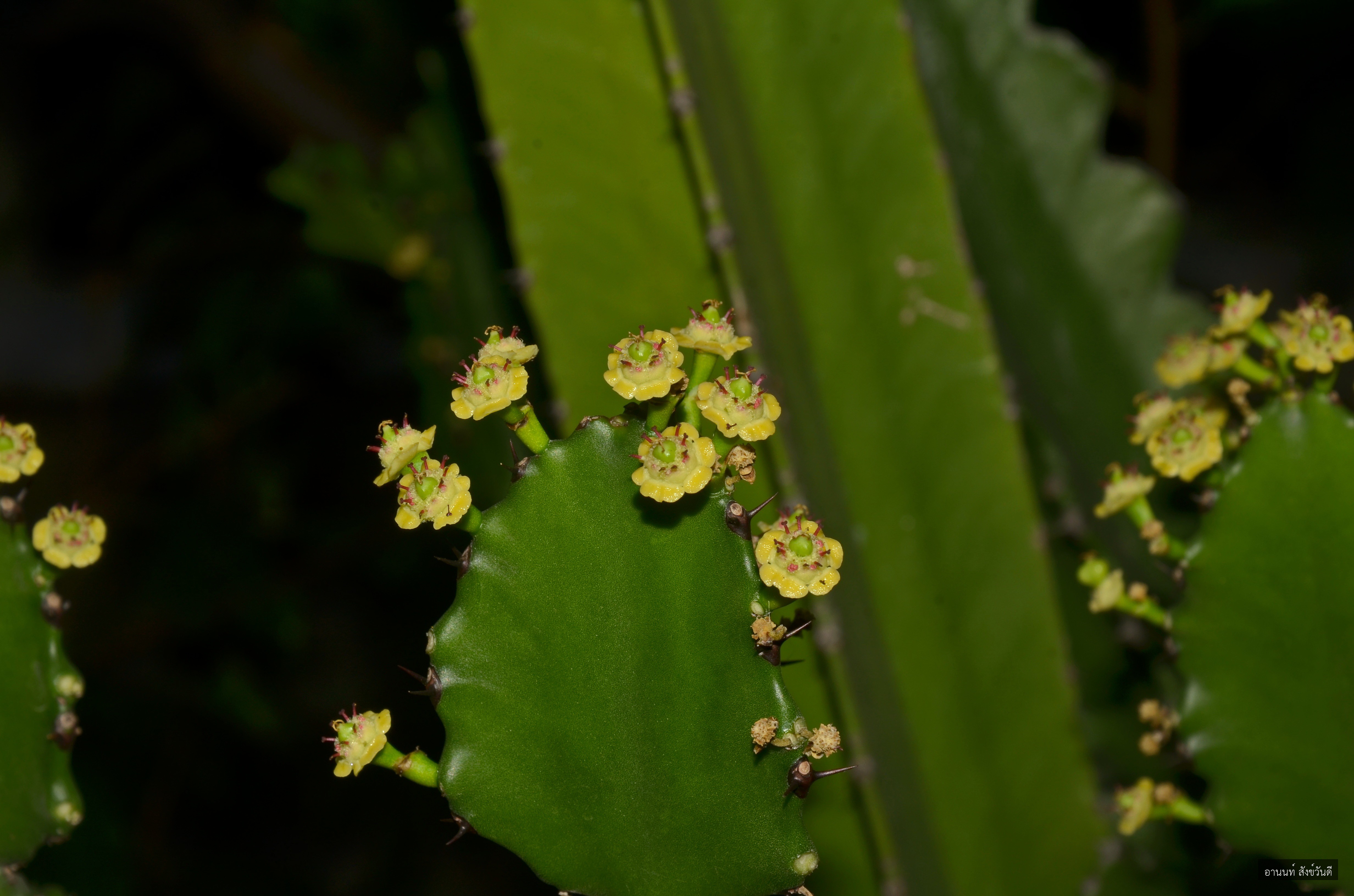 Euphorbia antiquorum