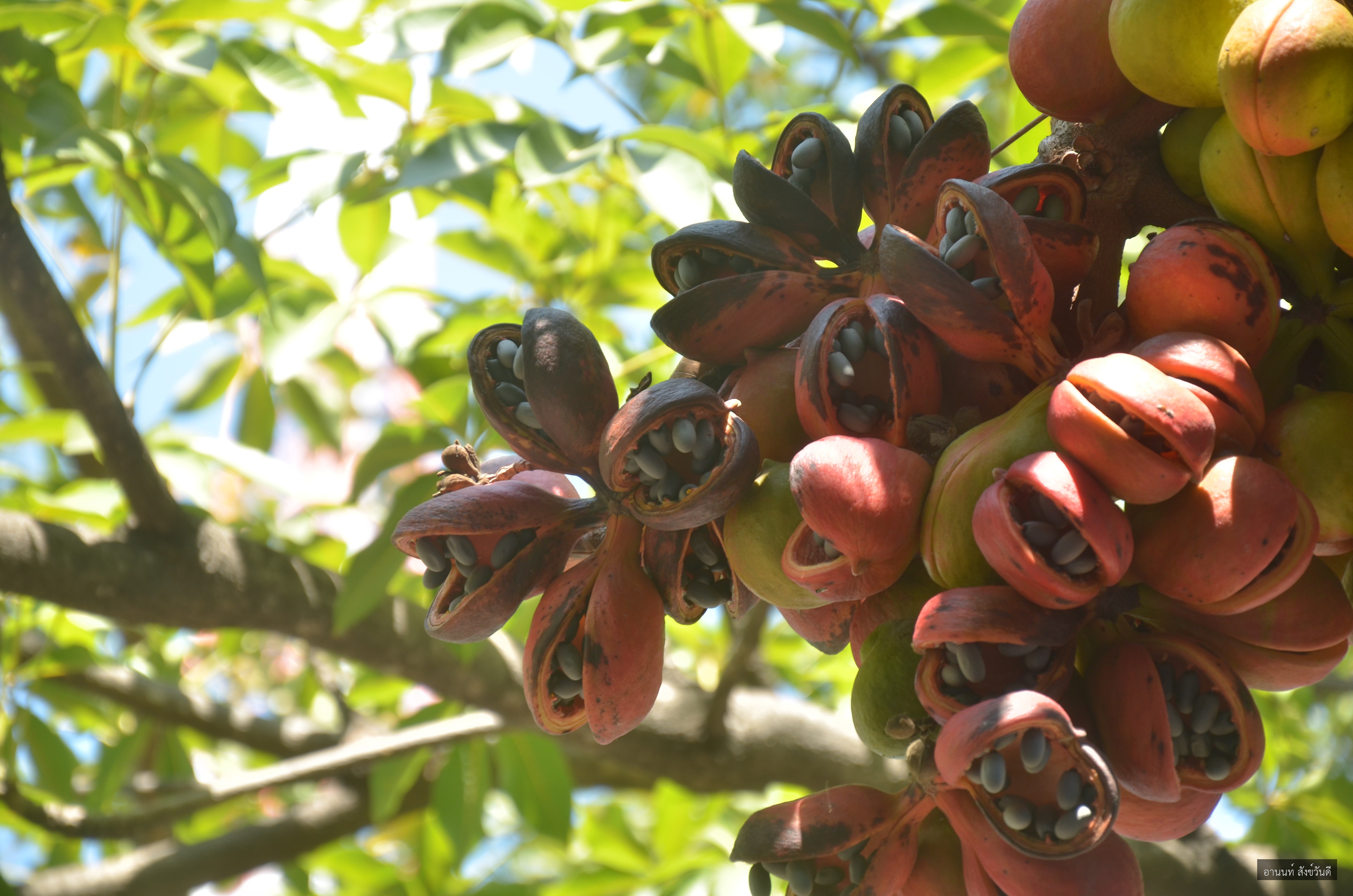 Sterculia foetida