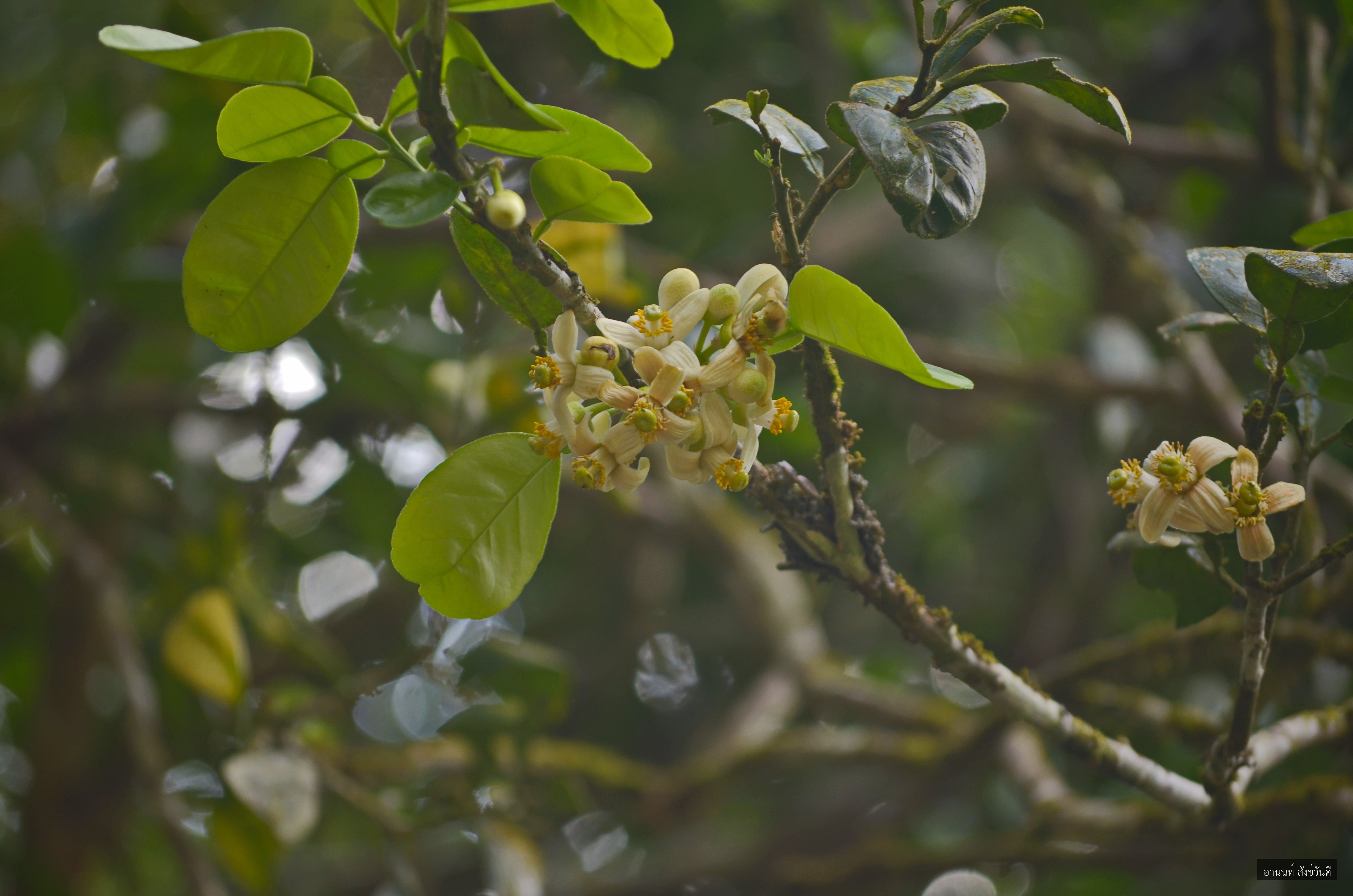 Citrus maxima
