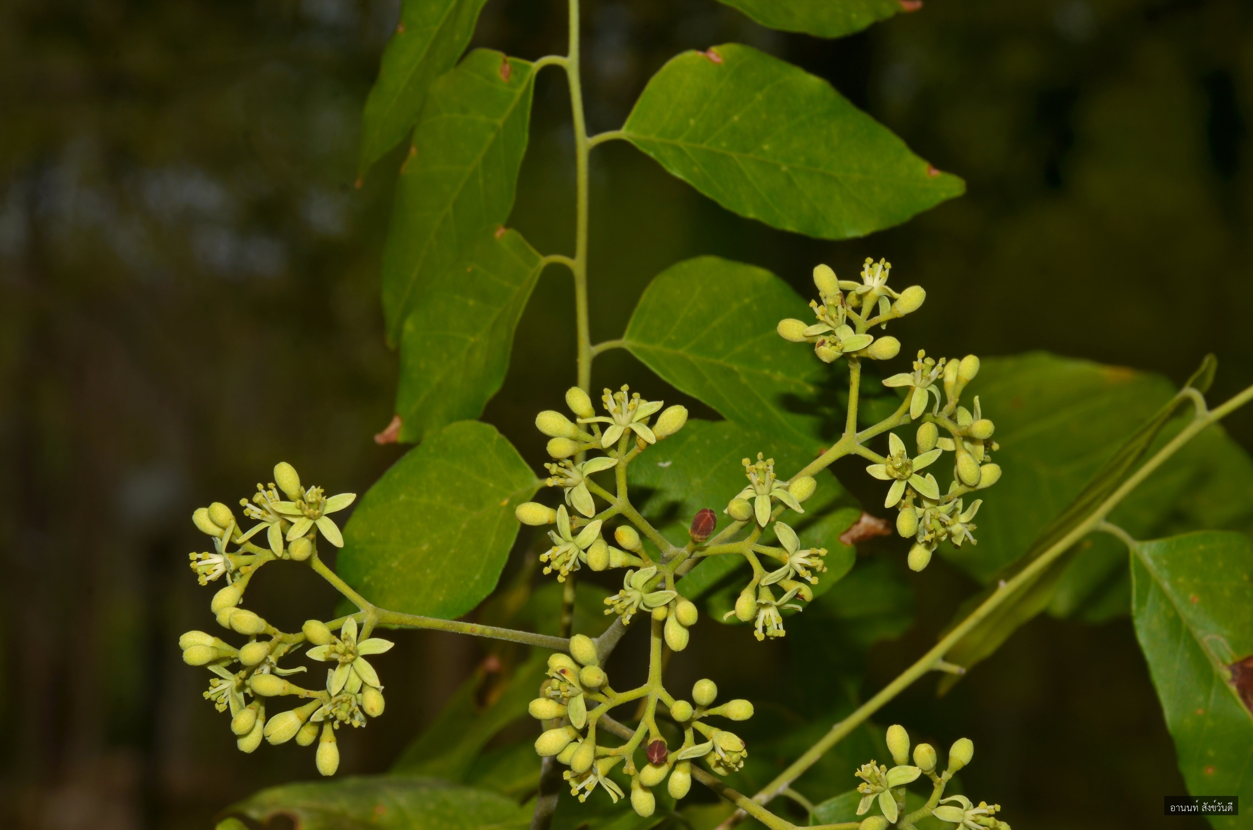 Micromelum pubescens