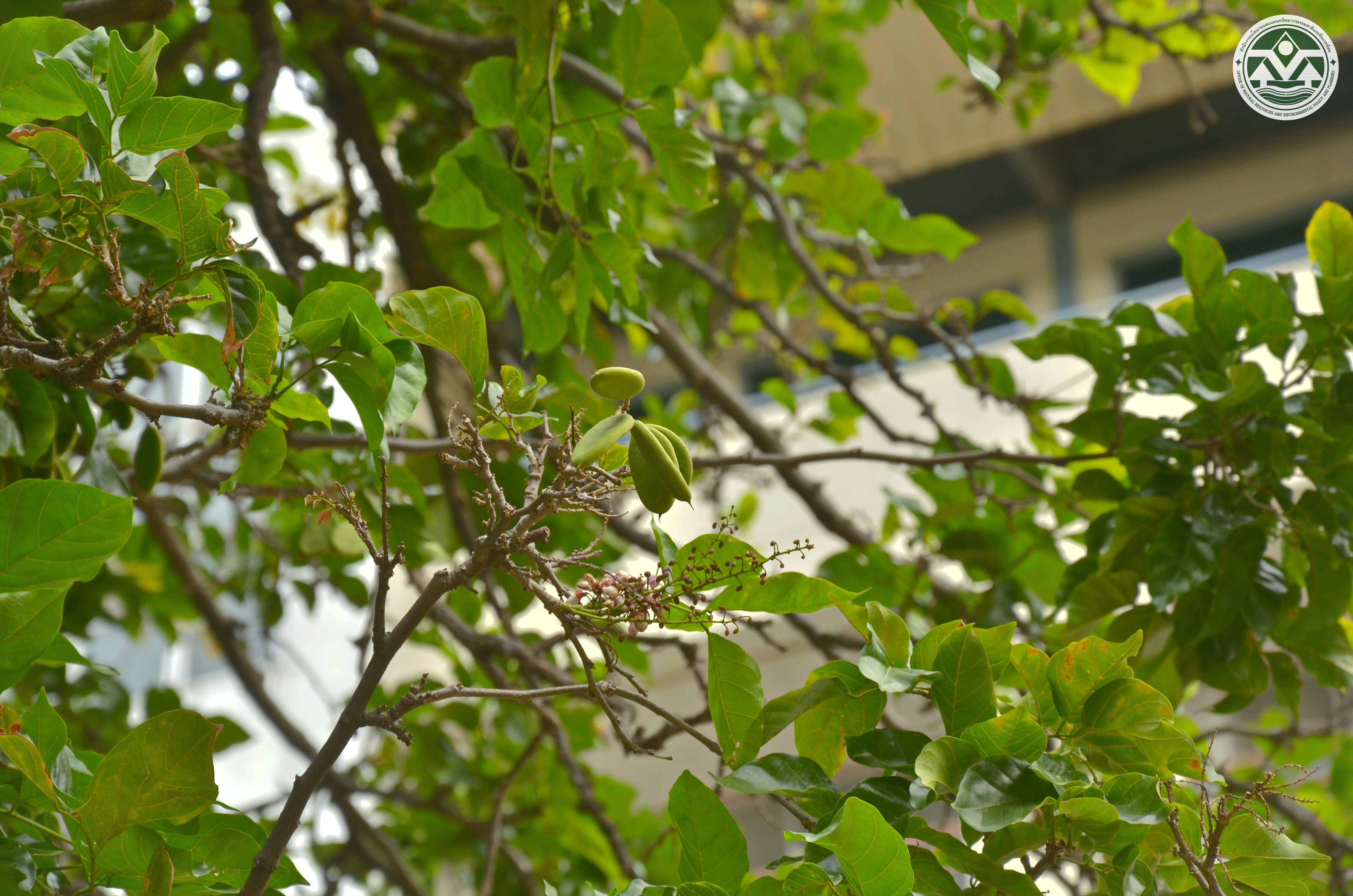 Pongamia pinnata