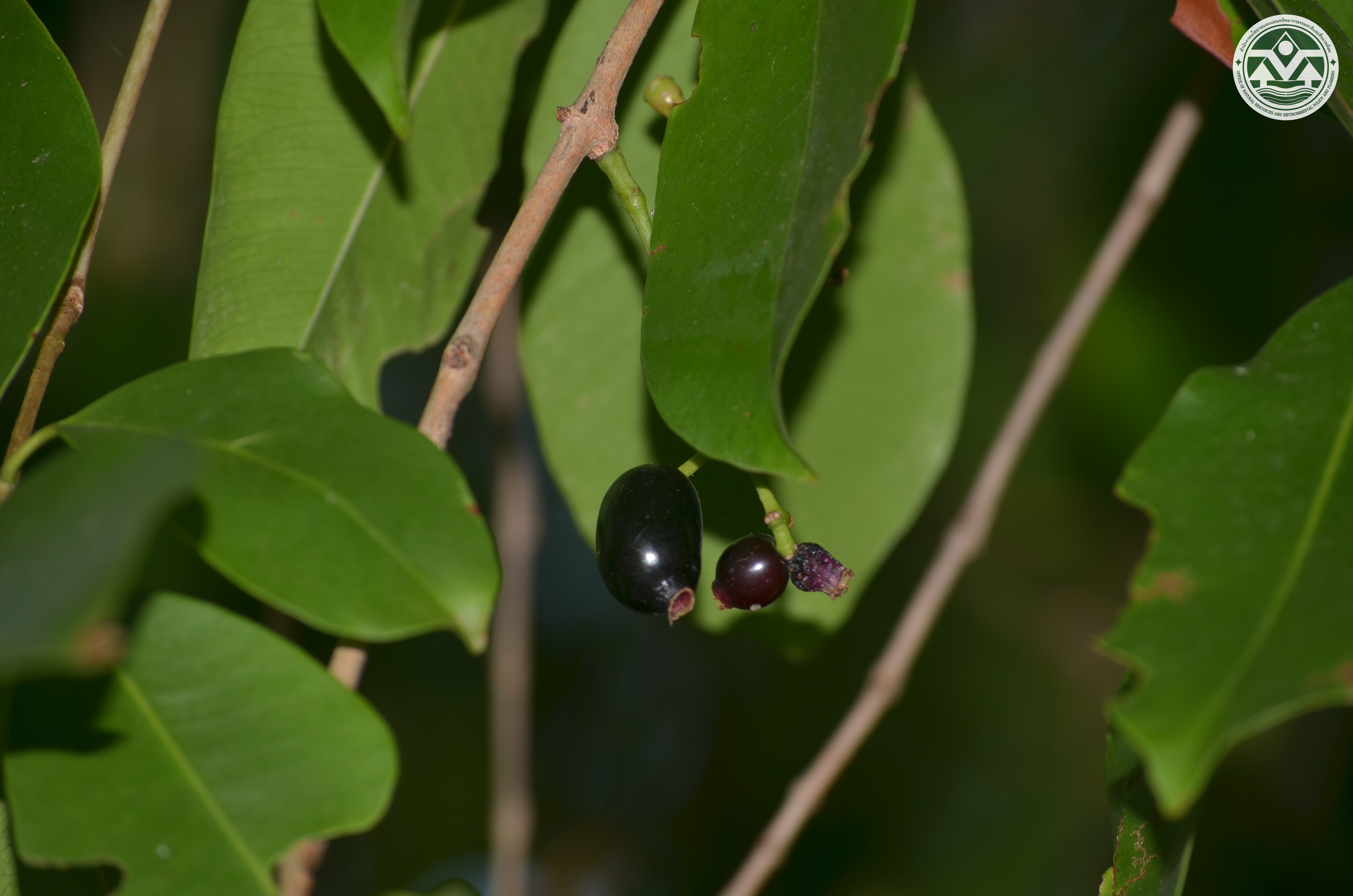 Syzygium cumini