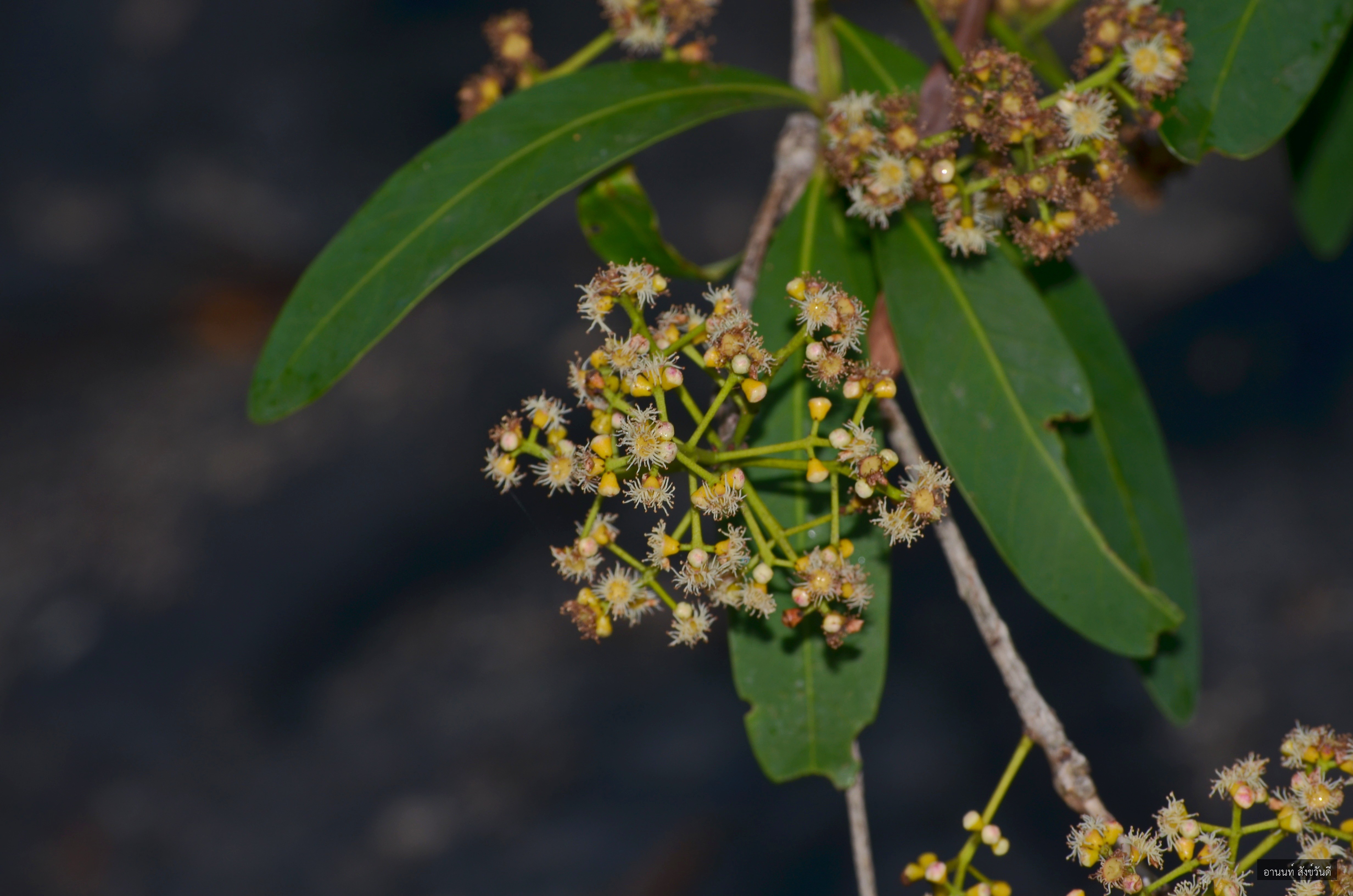 Syzygium pellucidum