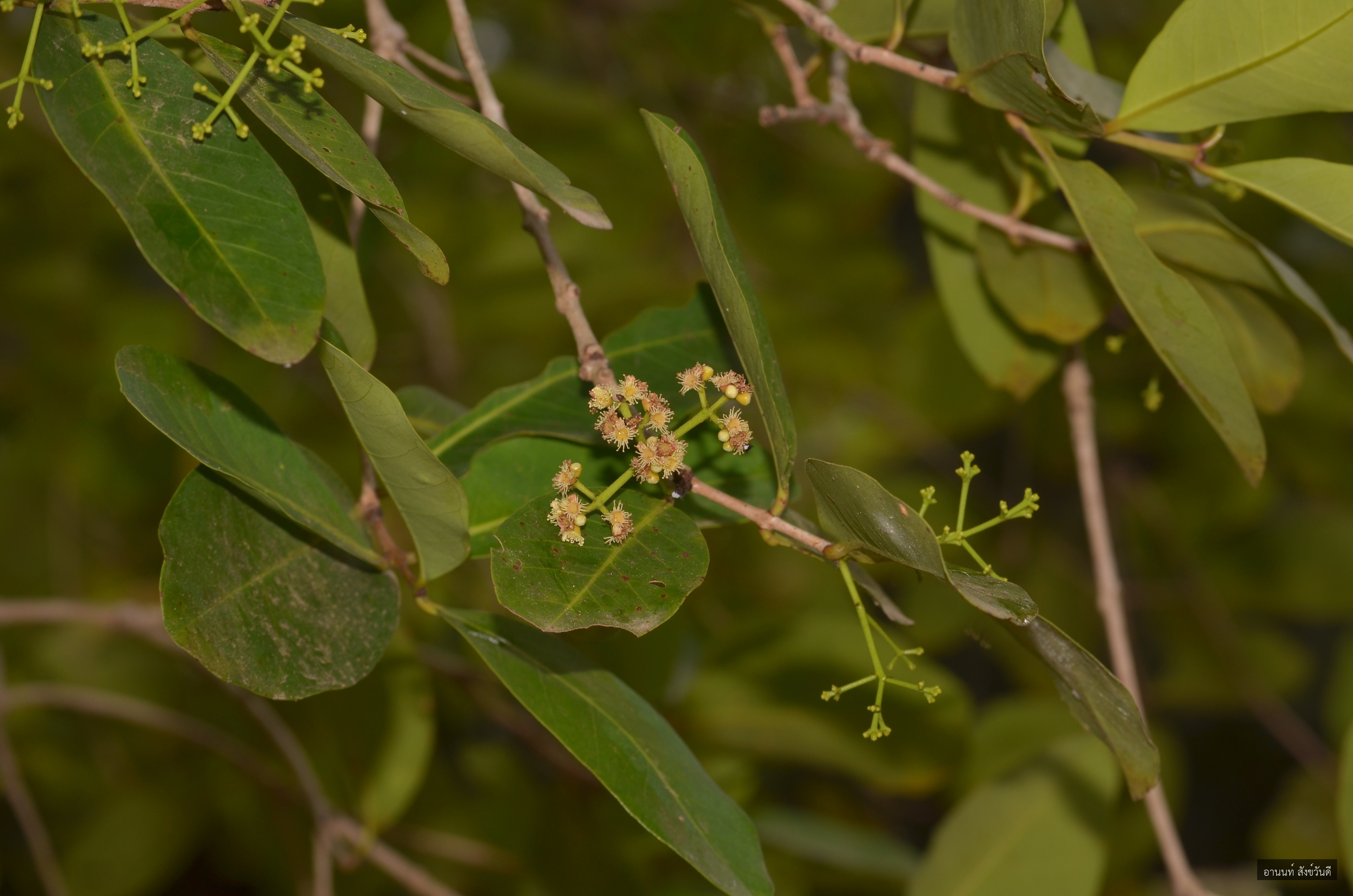 Syzygium cinereum