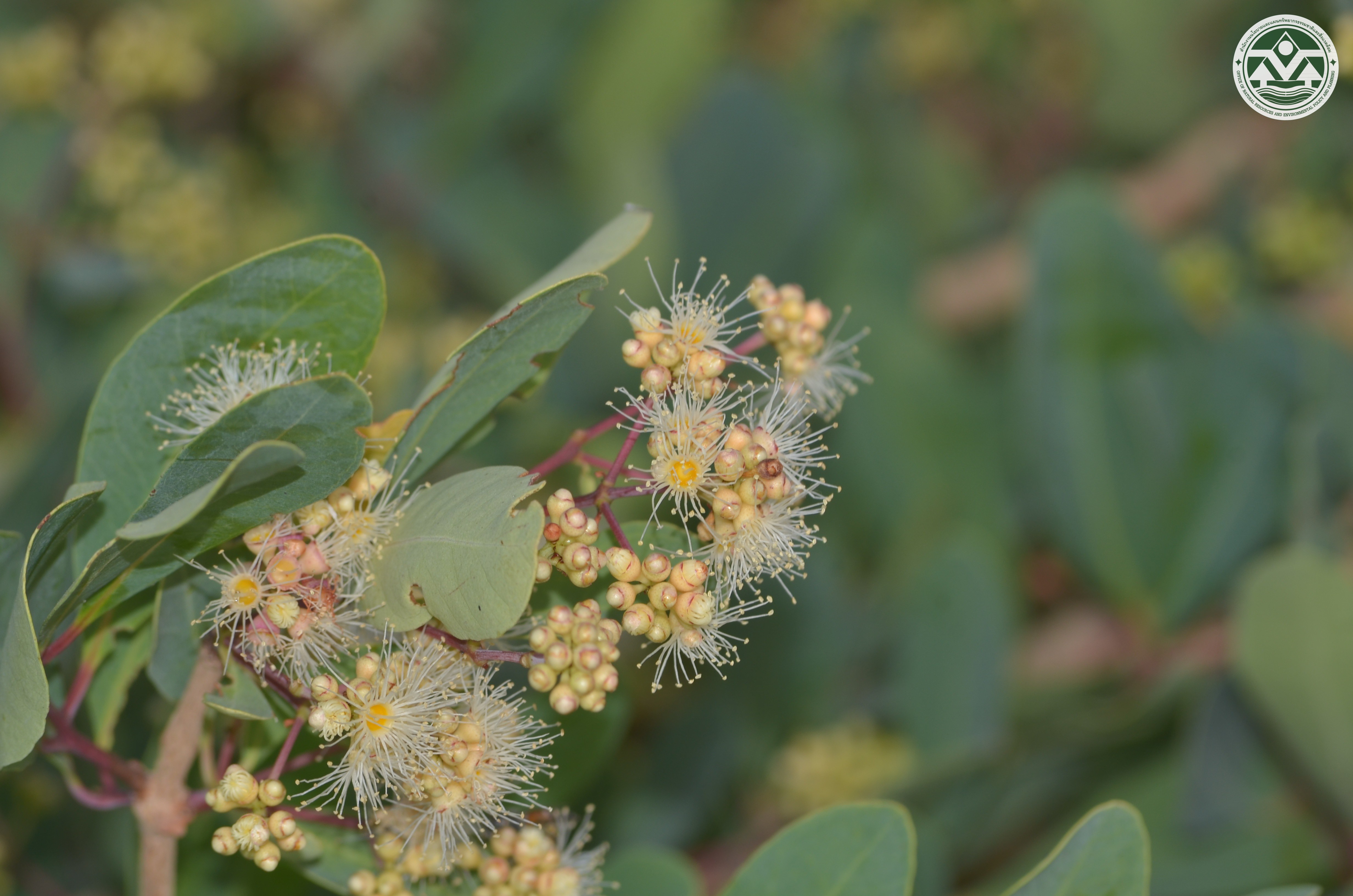 Syzygium thorelii