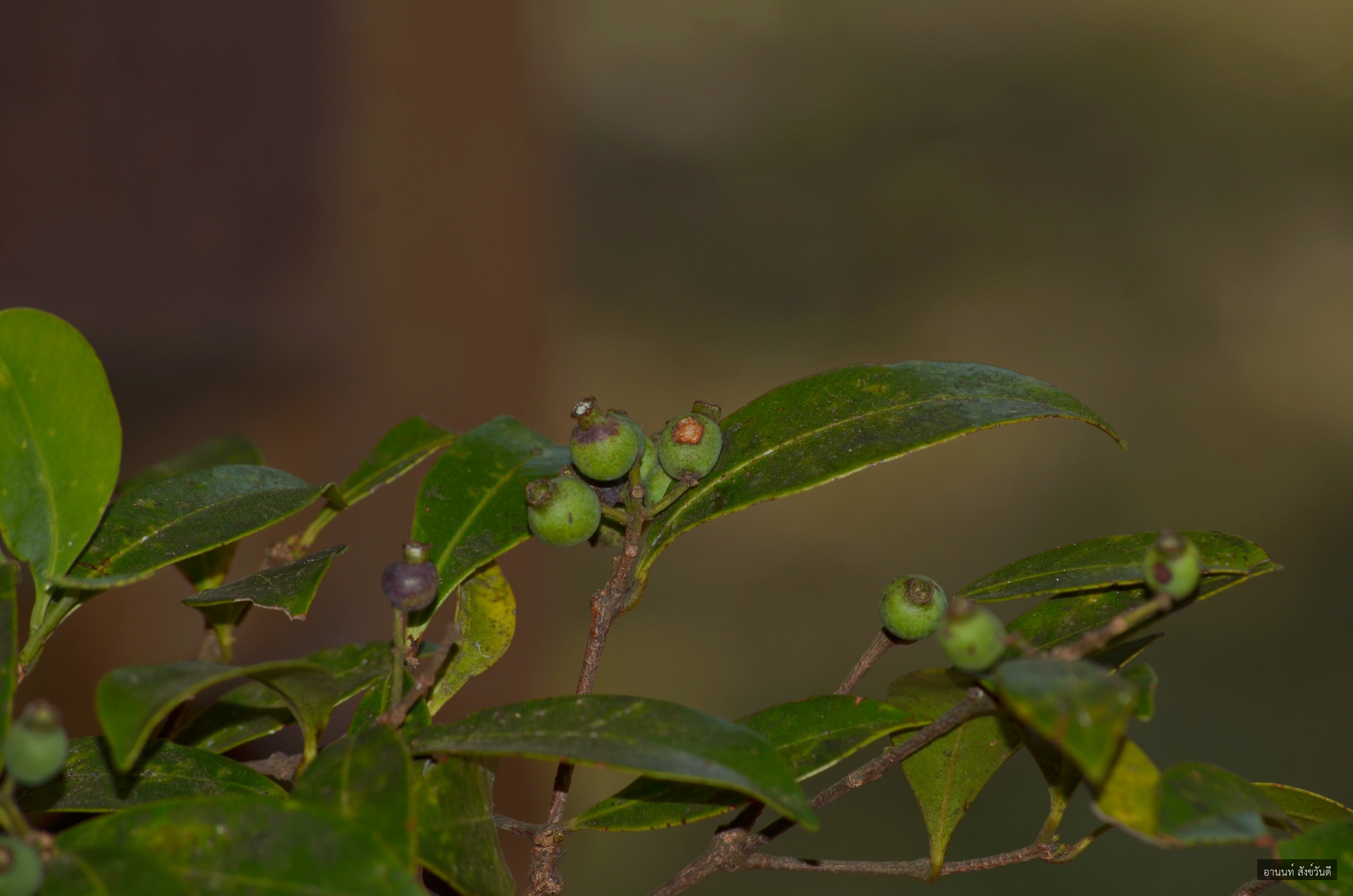 Syzygium hancei