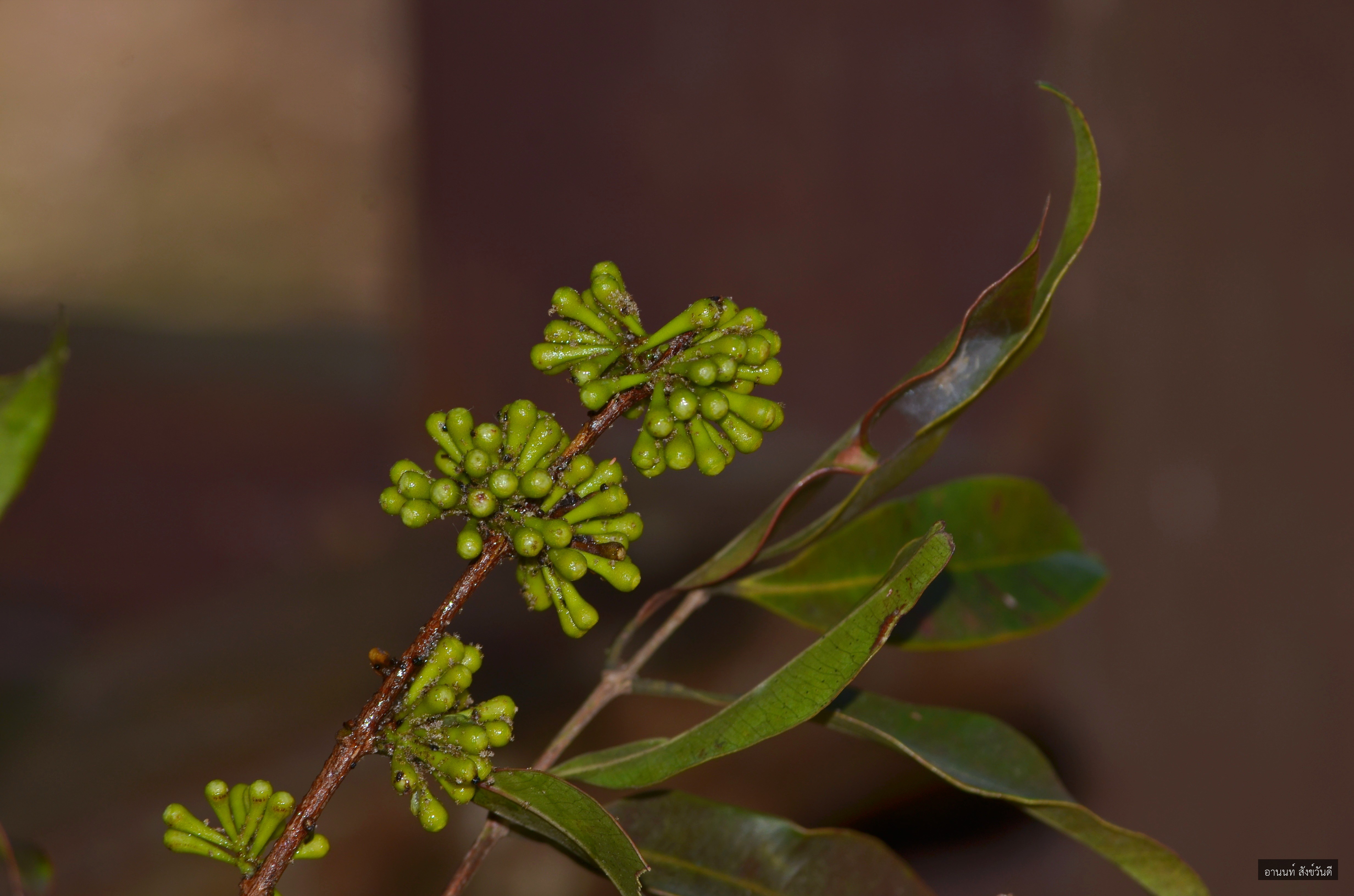 Syzygium claviflorum