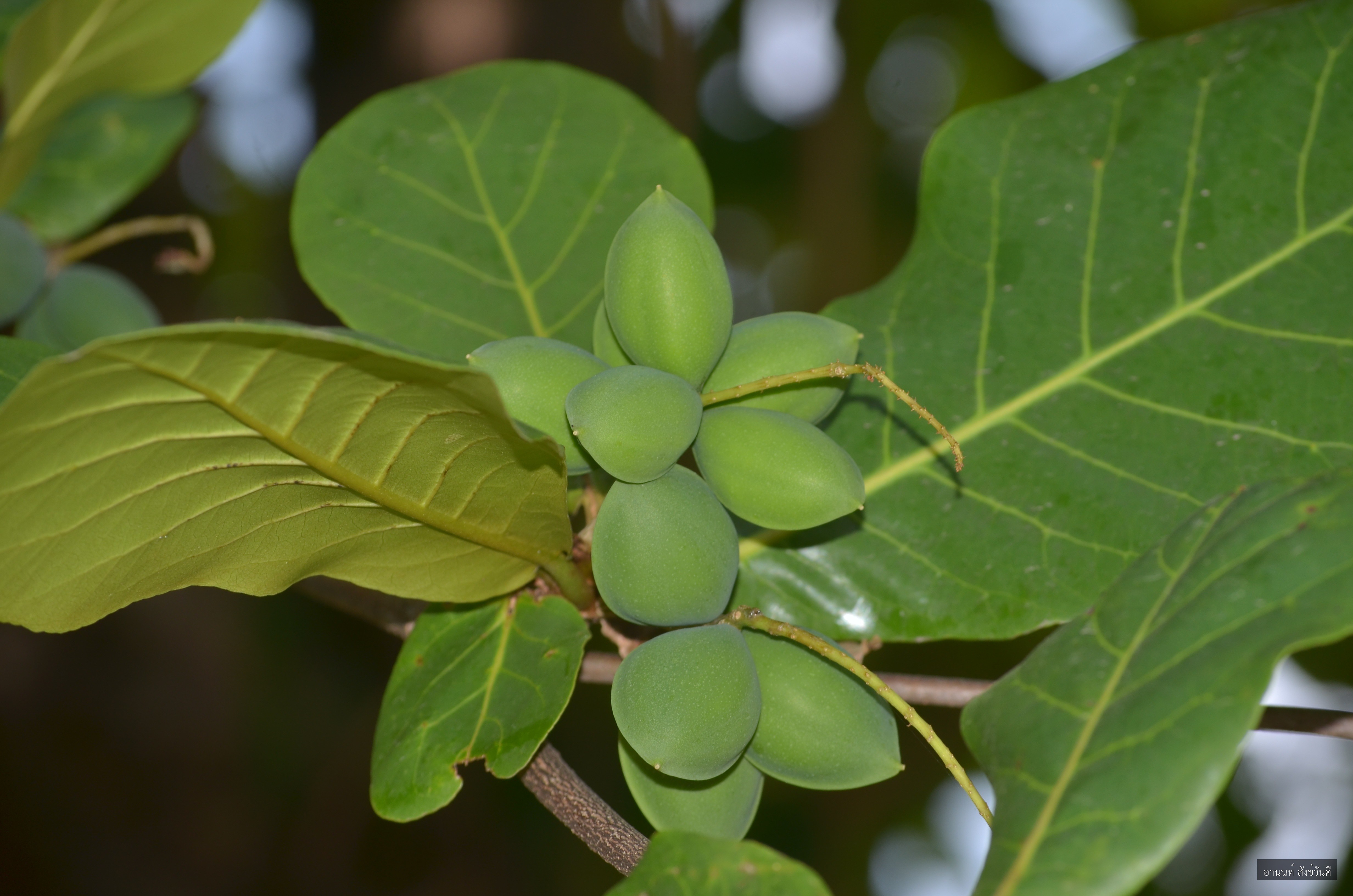 Terminalia catappa