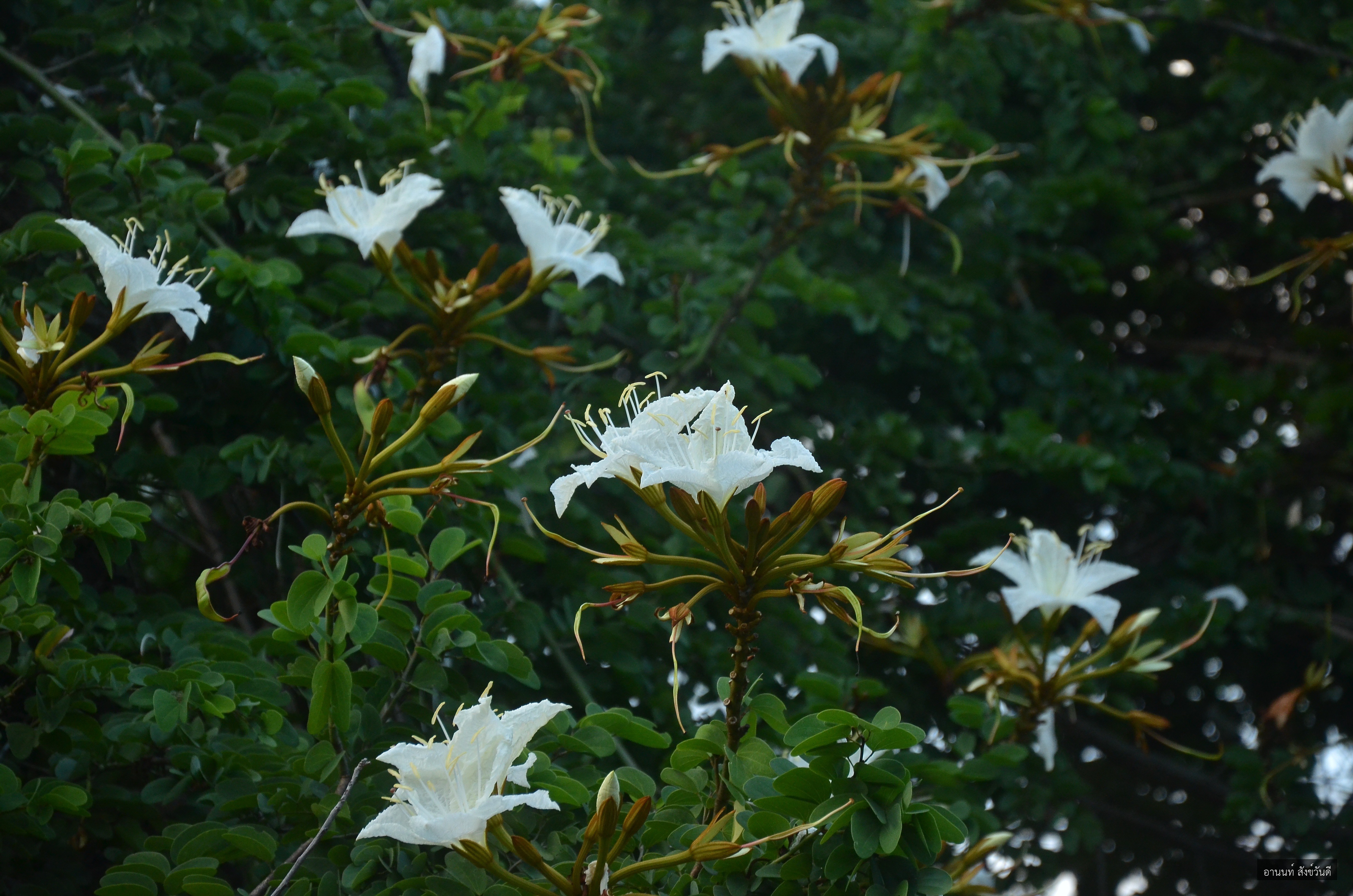 Lysiphyllum winitii