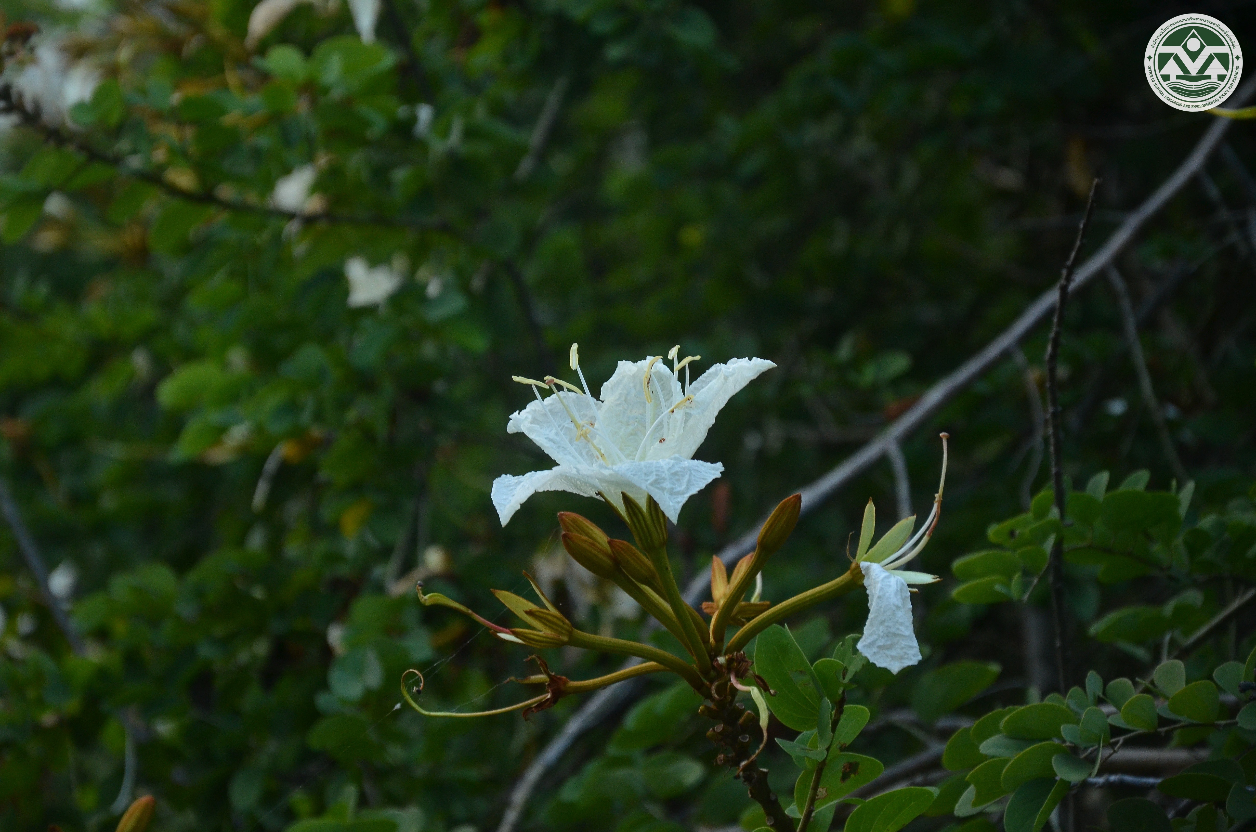 Lysiphyllum winitii