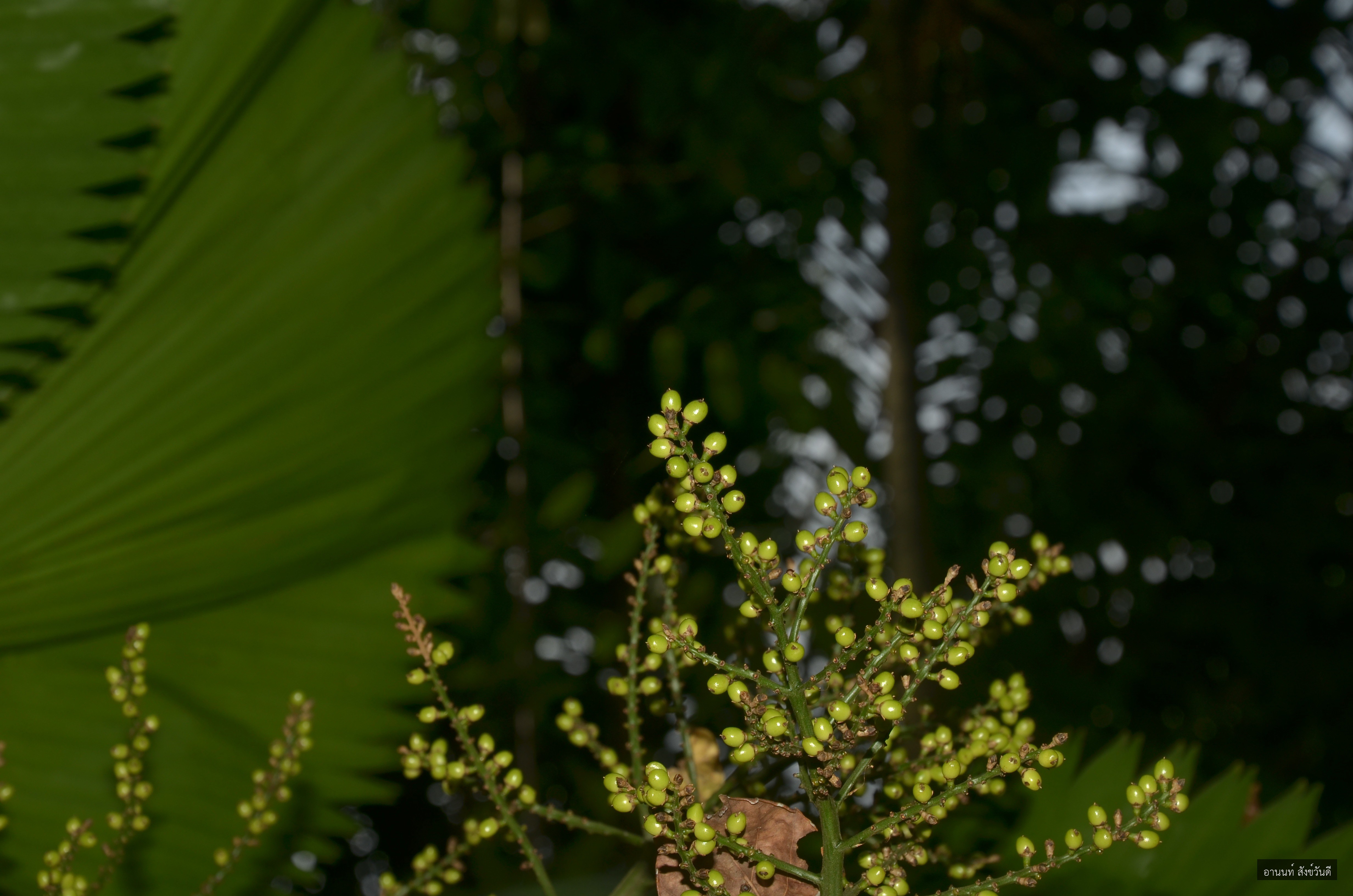 Licuala peltata