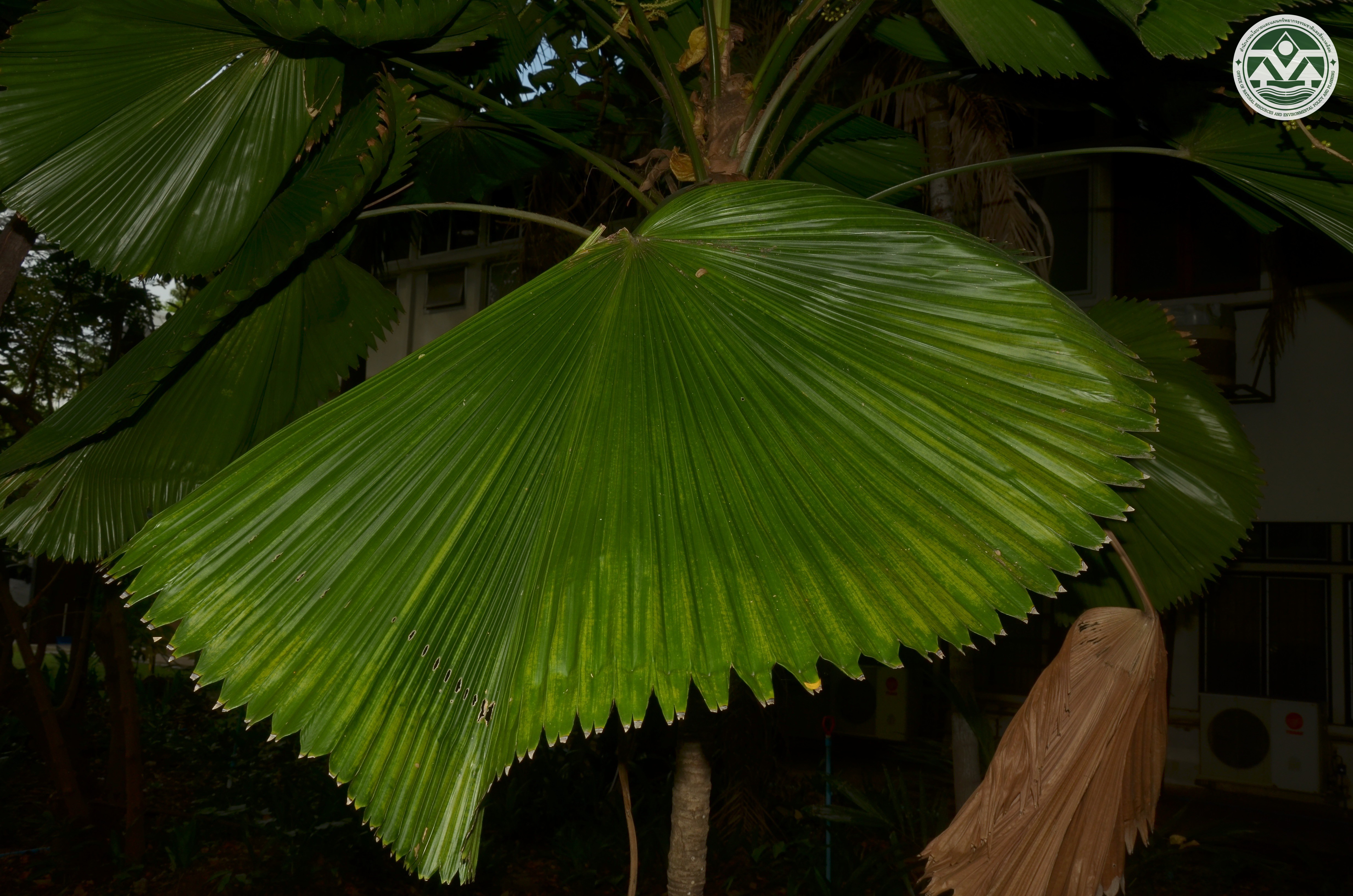 Licuala peltata
