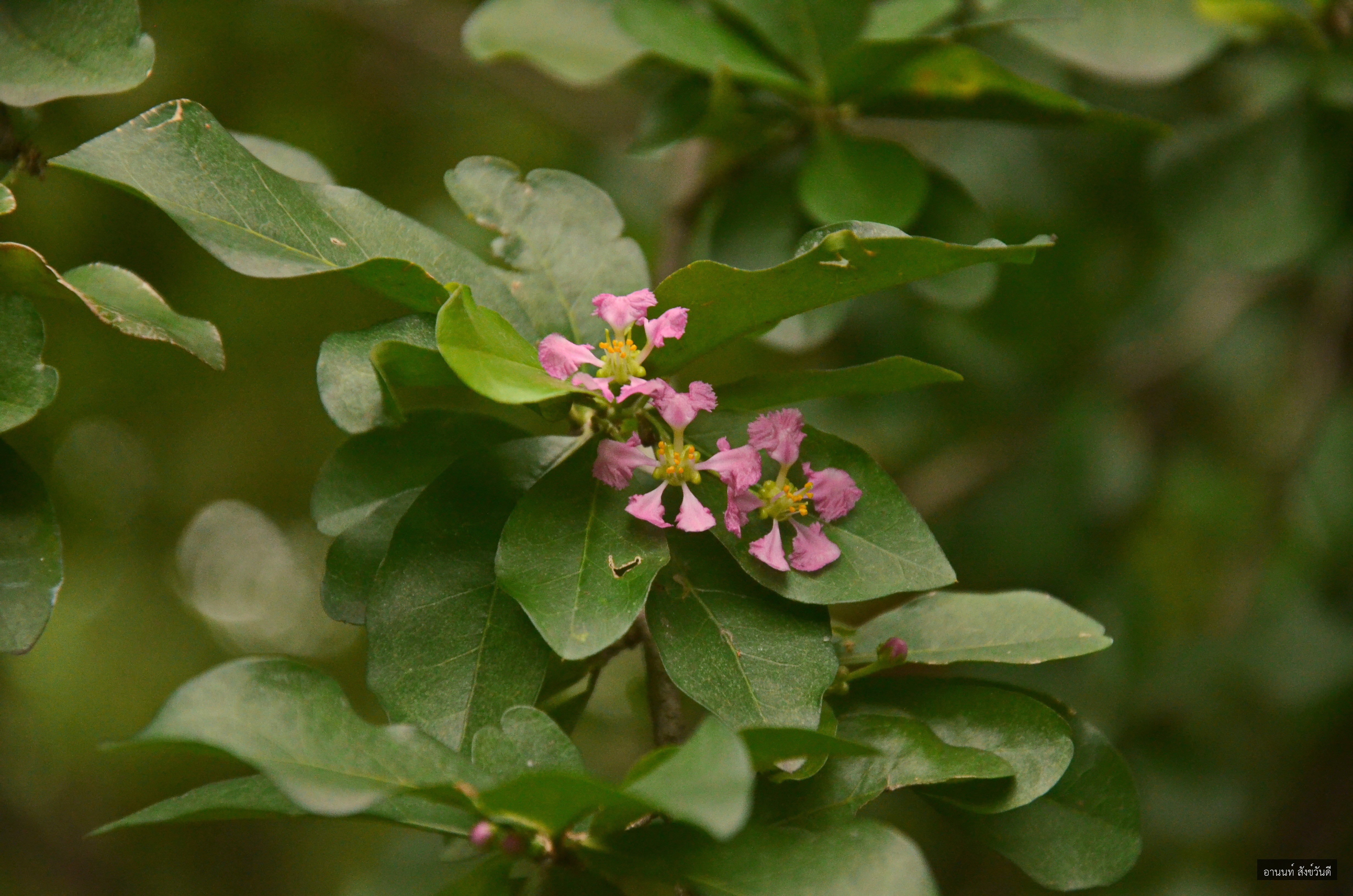 Malpighia emarginata