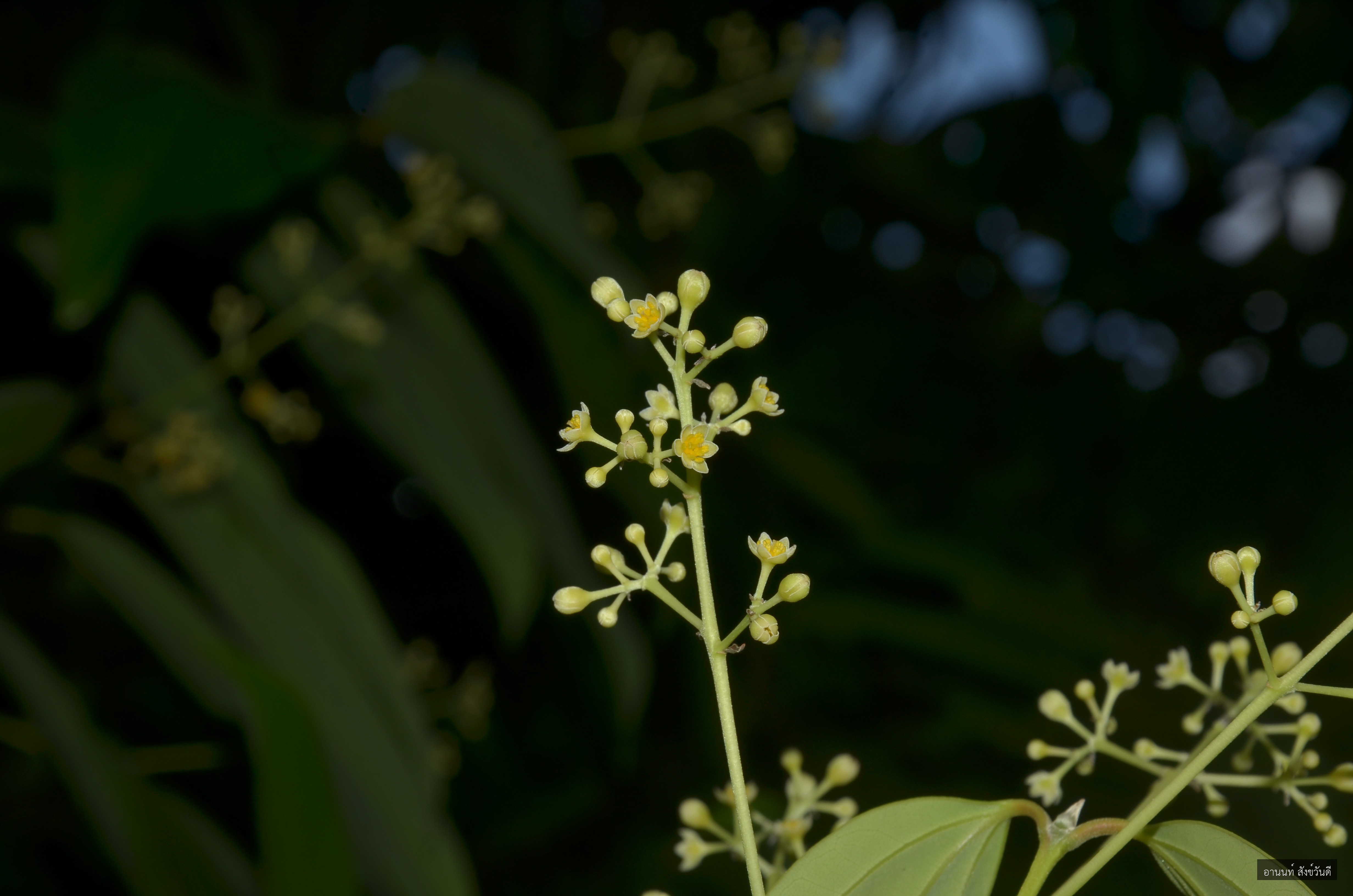 Cinnamomum iners